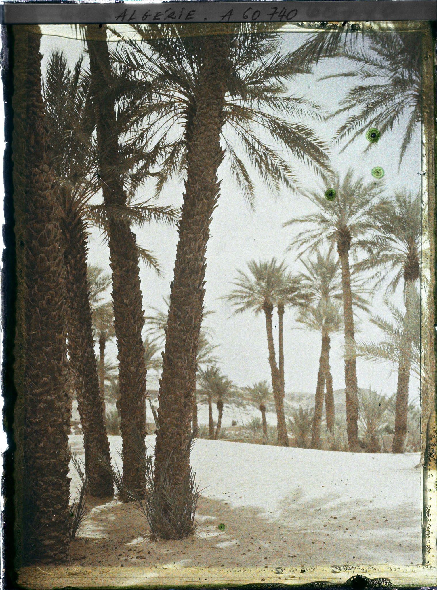 Image représentant Dans l'oasis