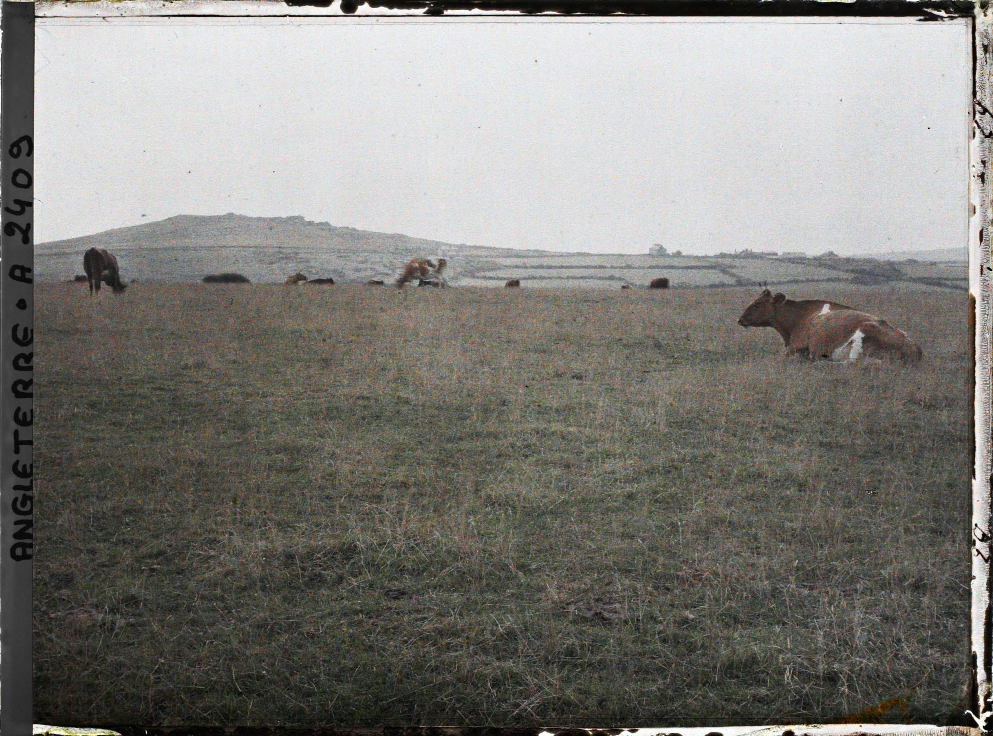 Image représentant Troupeau de vaches