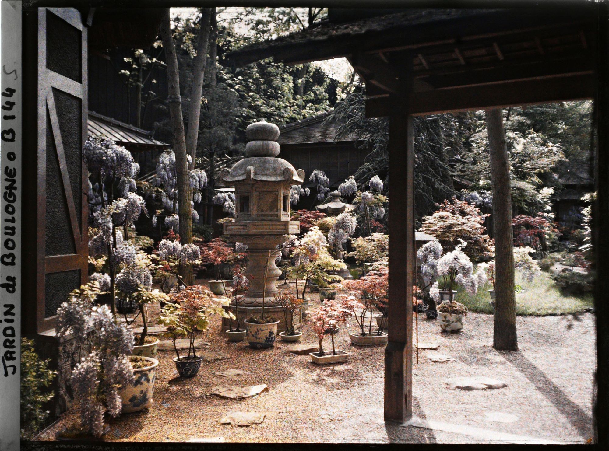 Image représentant Lanternes, bonsaïs et glycines fleuries, près de la porte d'entrée du " village japonais "