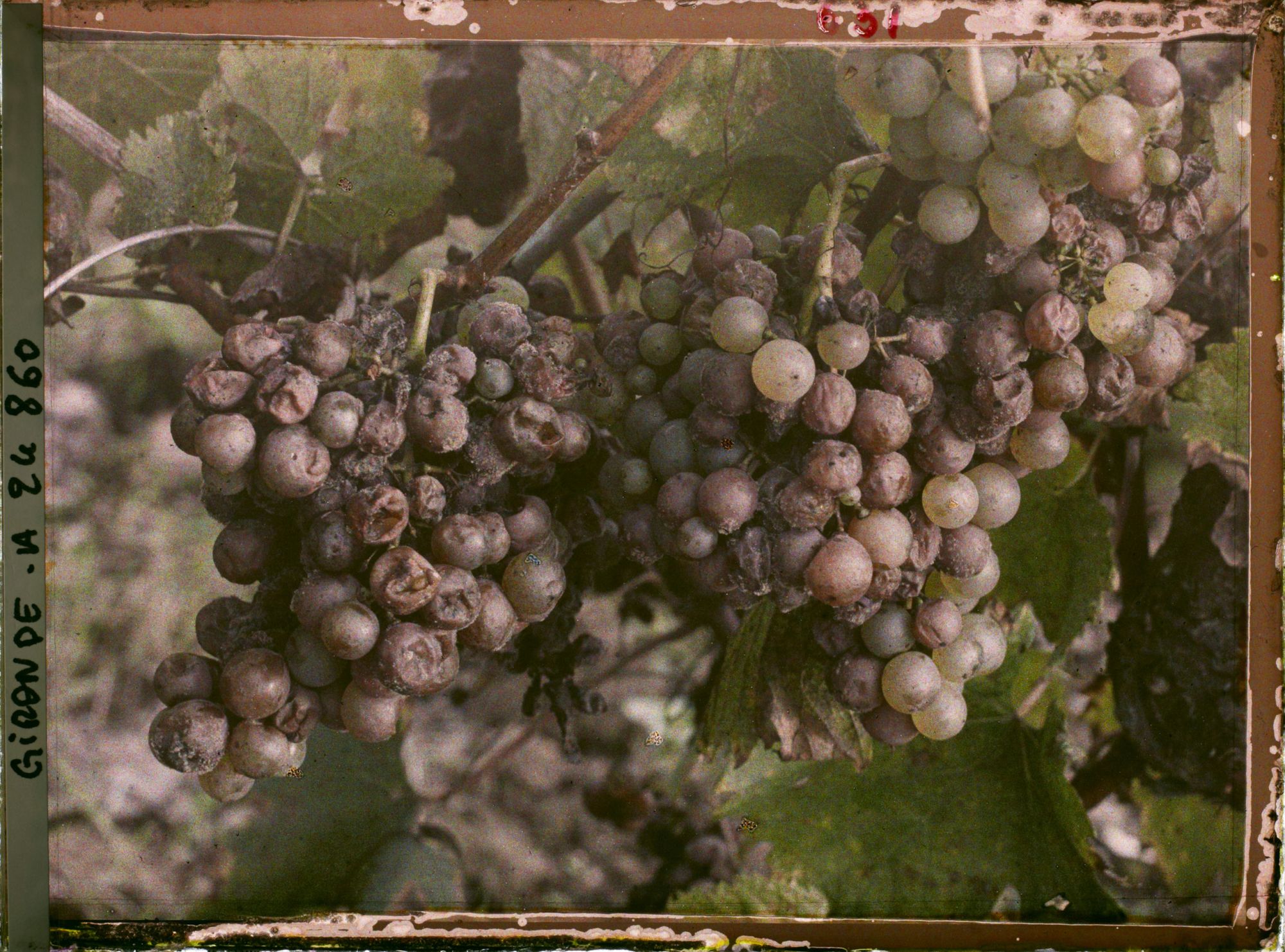 Image représentant Cépage blanc dit Sémillon
