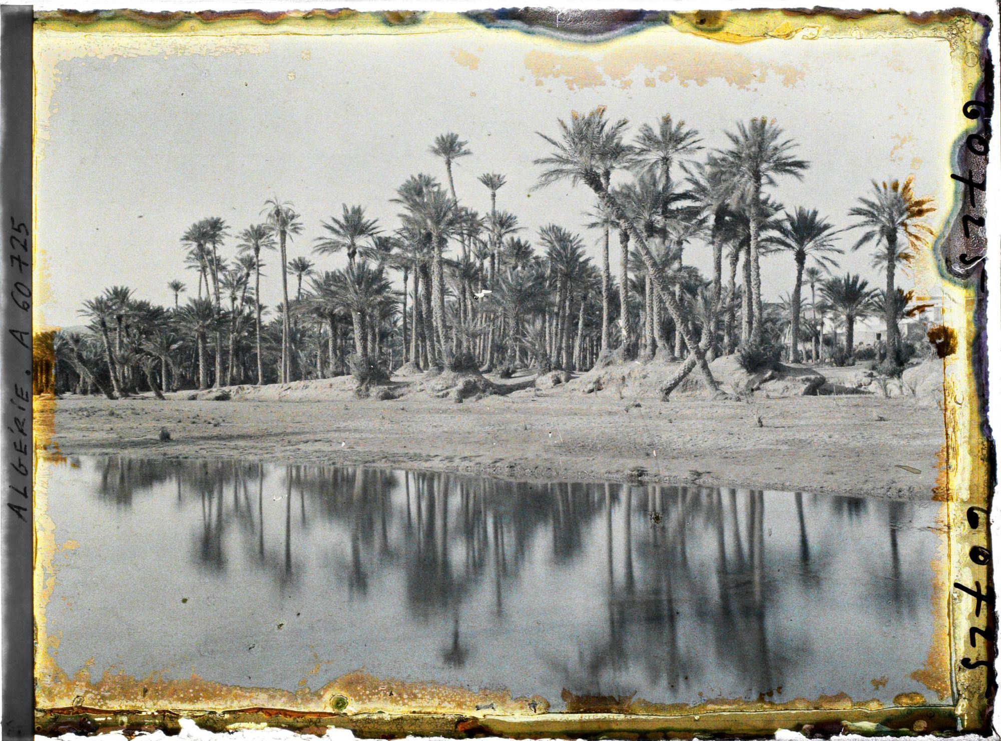 Image représentant La palmeraie au bord de l'oued Ouakda