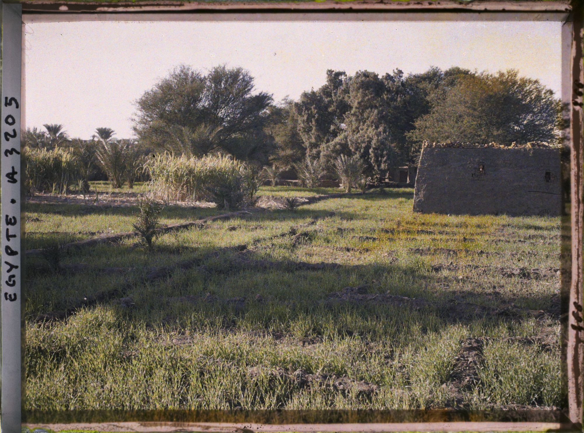 Image représentant Champs de blé et de cannes à sucre