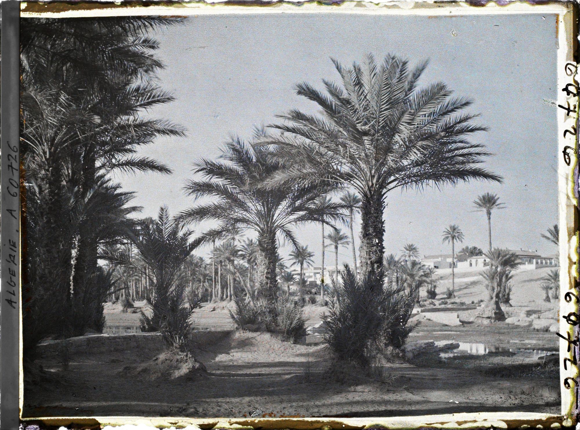 Image représentant La Palmeraie au bord de l'oued Ouakda, avec la ville européenne à l'arrière-plan