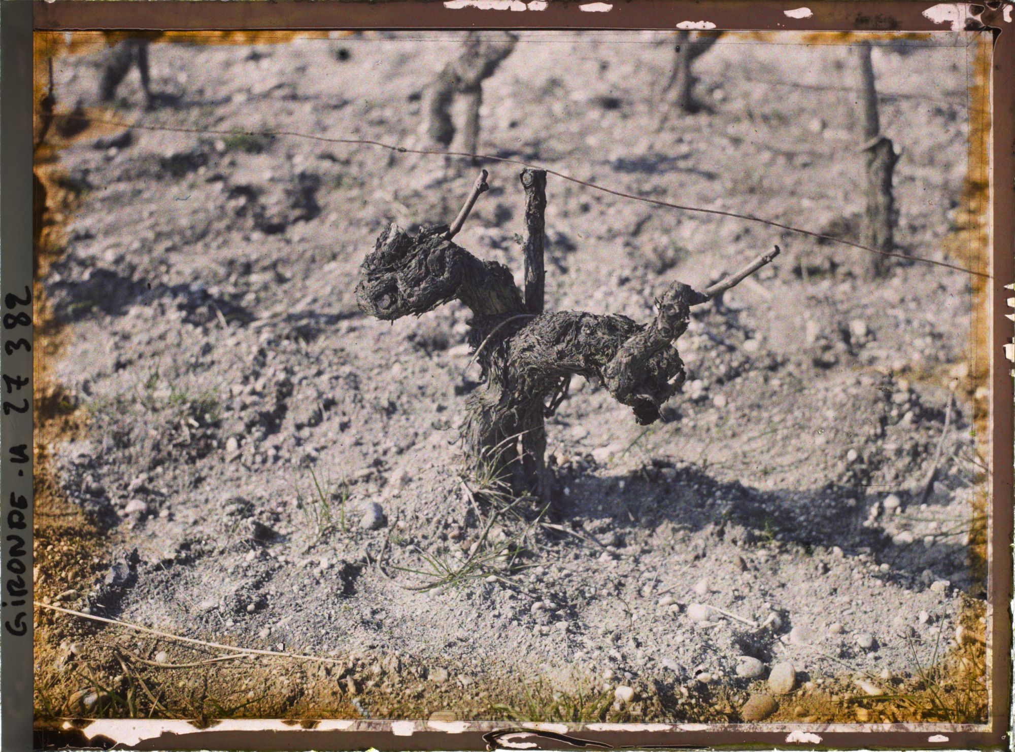 Image représentant France, Blanquefort, Cep : Cavernet-Sauvignon (20ans)