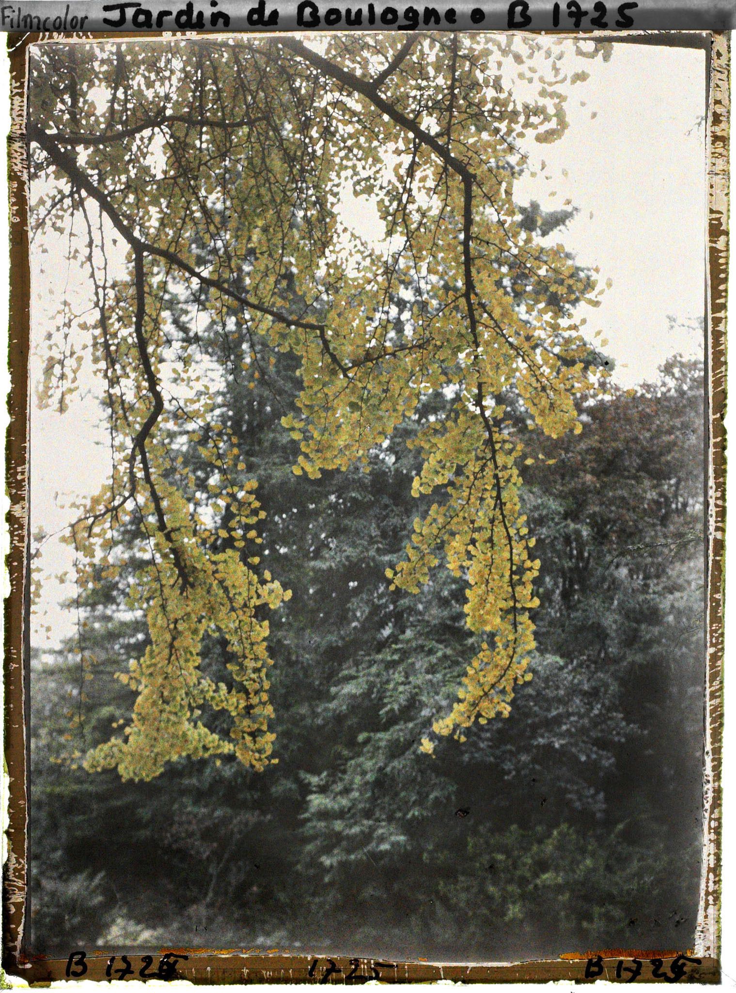 Image représentant Branche de ginkgo jaunissant et lisière arborée du " jardin chinois " aux abords d'une maison