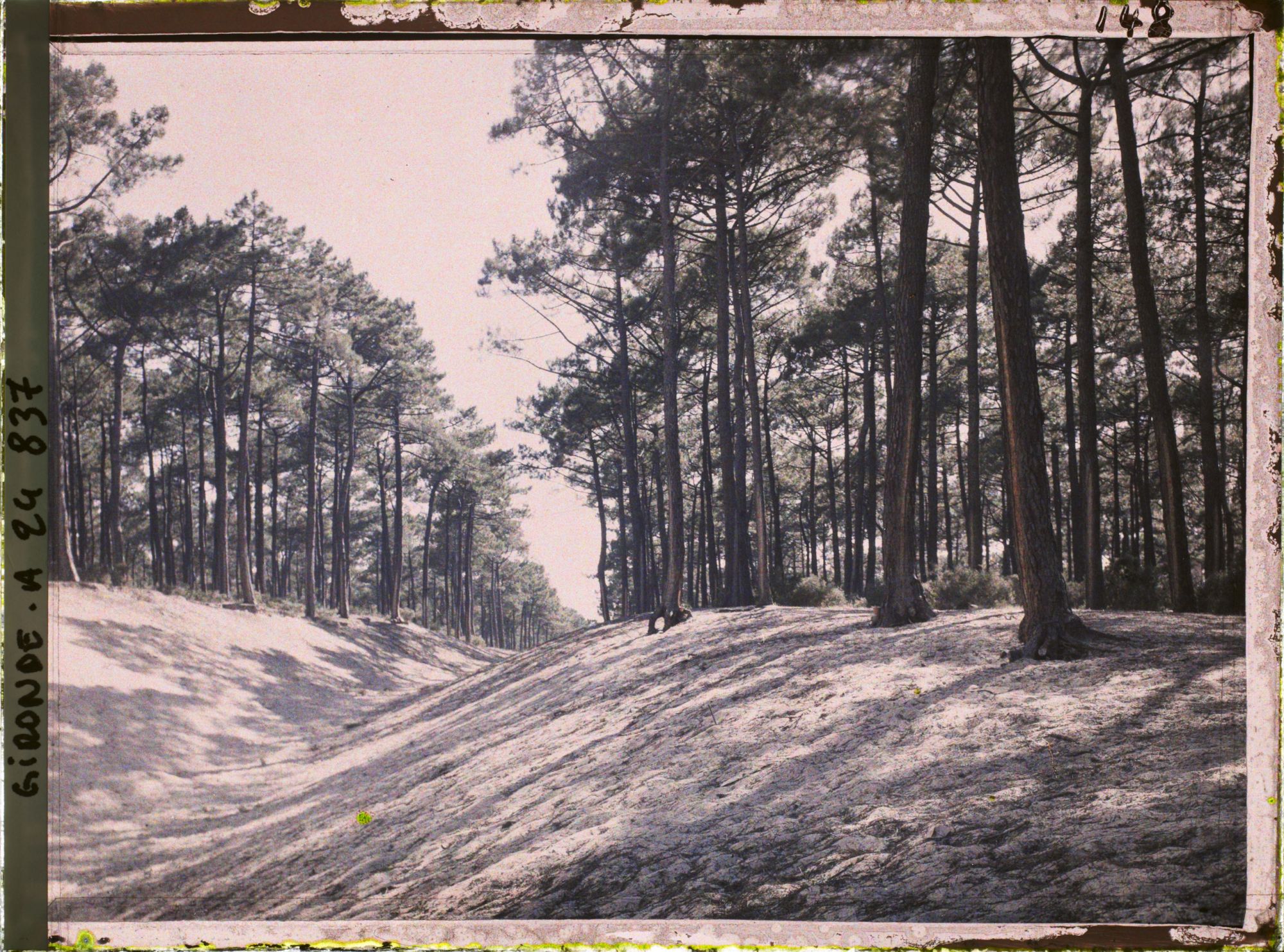 Image représentant Forêt de pins maritimes