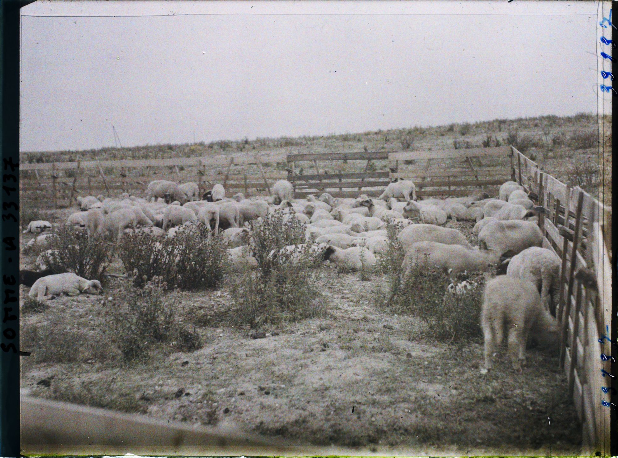 Image représentant Maurepas, Moutons au pacage