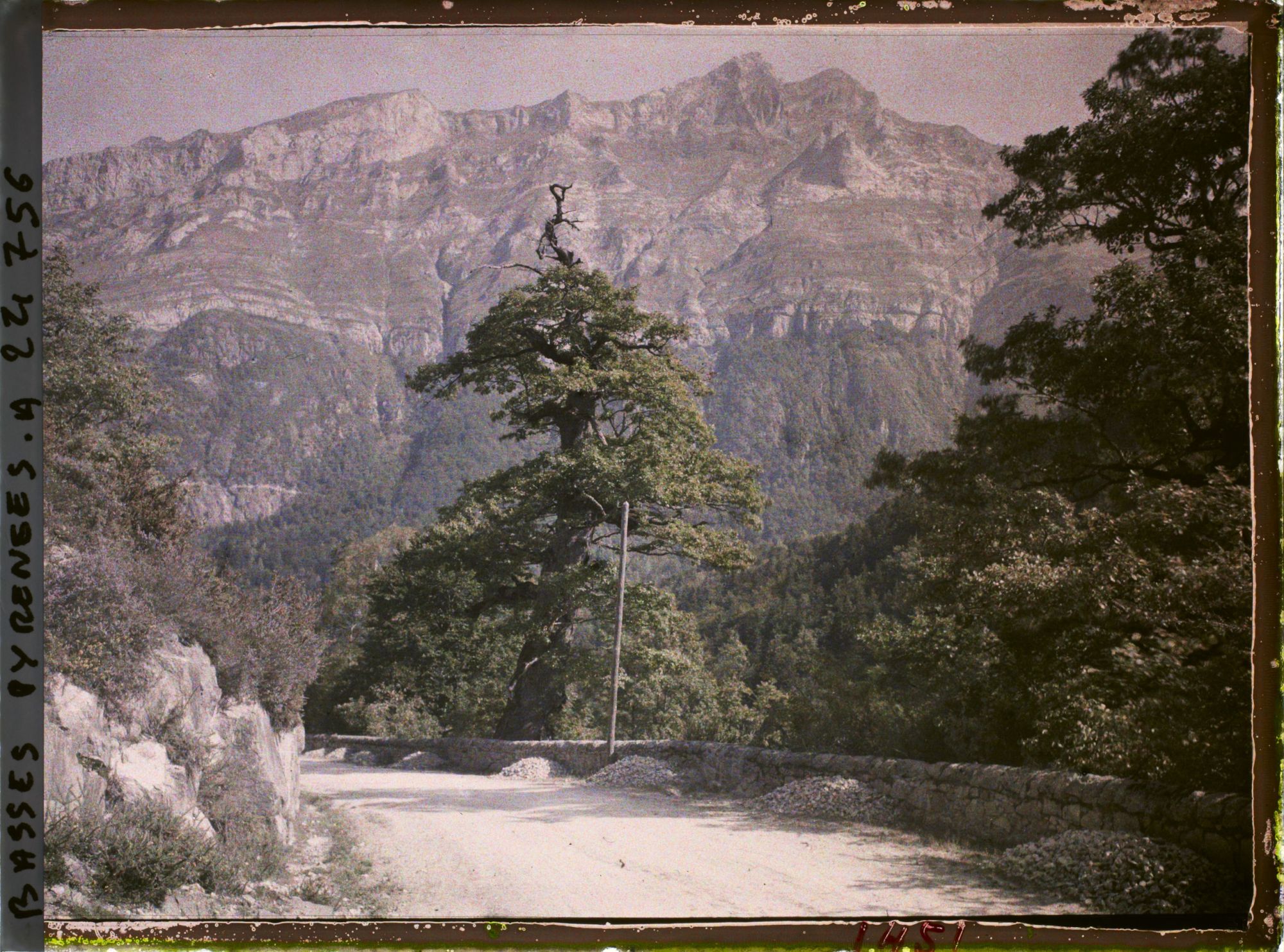 Image représentant France, Sur la route du Pic du Midi d'Ossau, le légendaire - "Chêne de l'Ours"