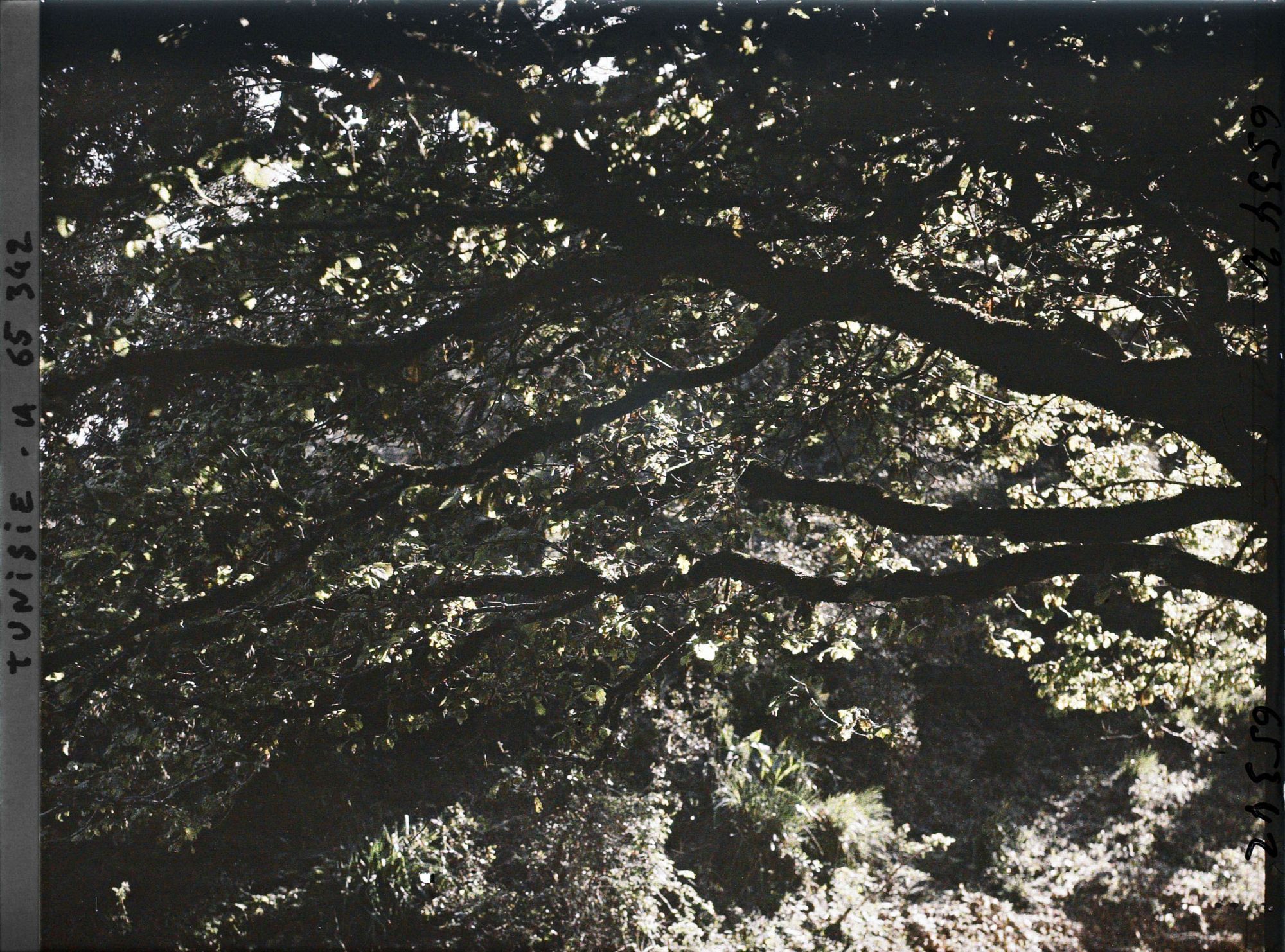 Image représentant La frondaison de la forêt de chênes