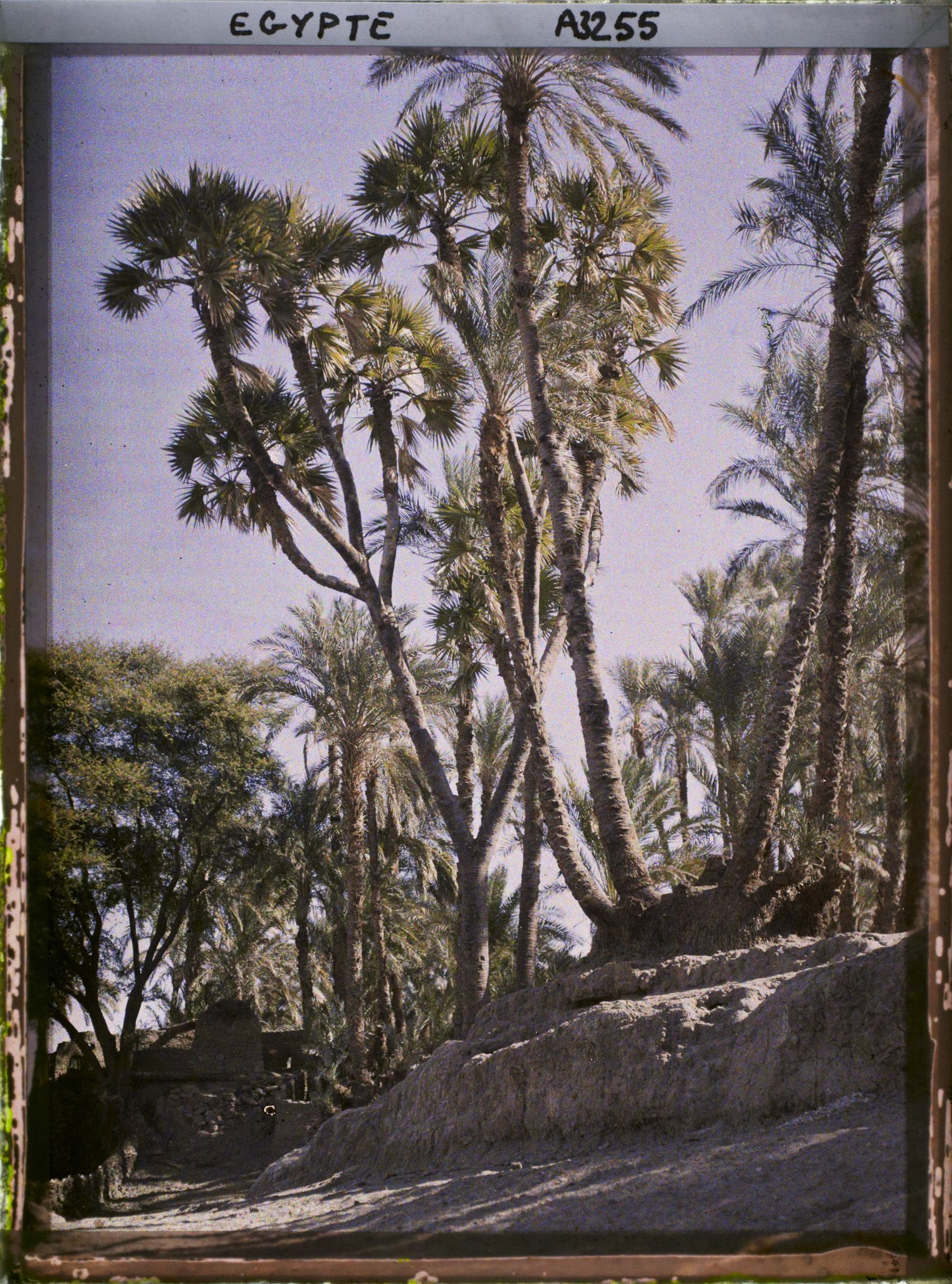 Image représentant Palmiers doum sur l'île d'Eléphantine