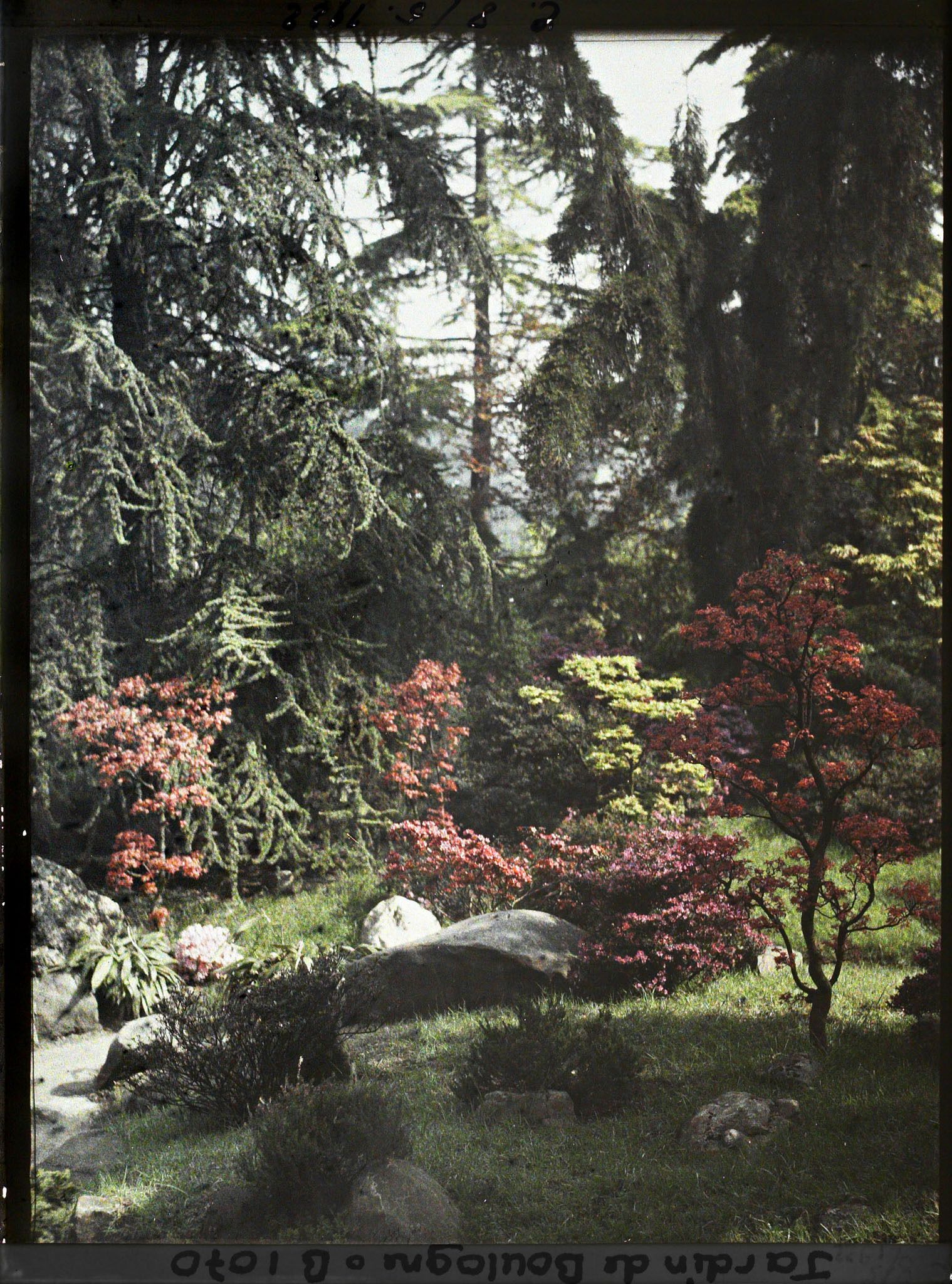 Image représentant Pierres, azalées et érables rougeoyants, situés à l'entrée du " sanctuaire japonais "