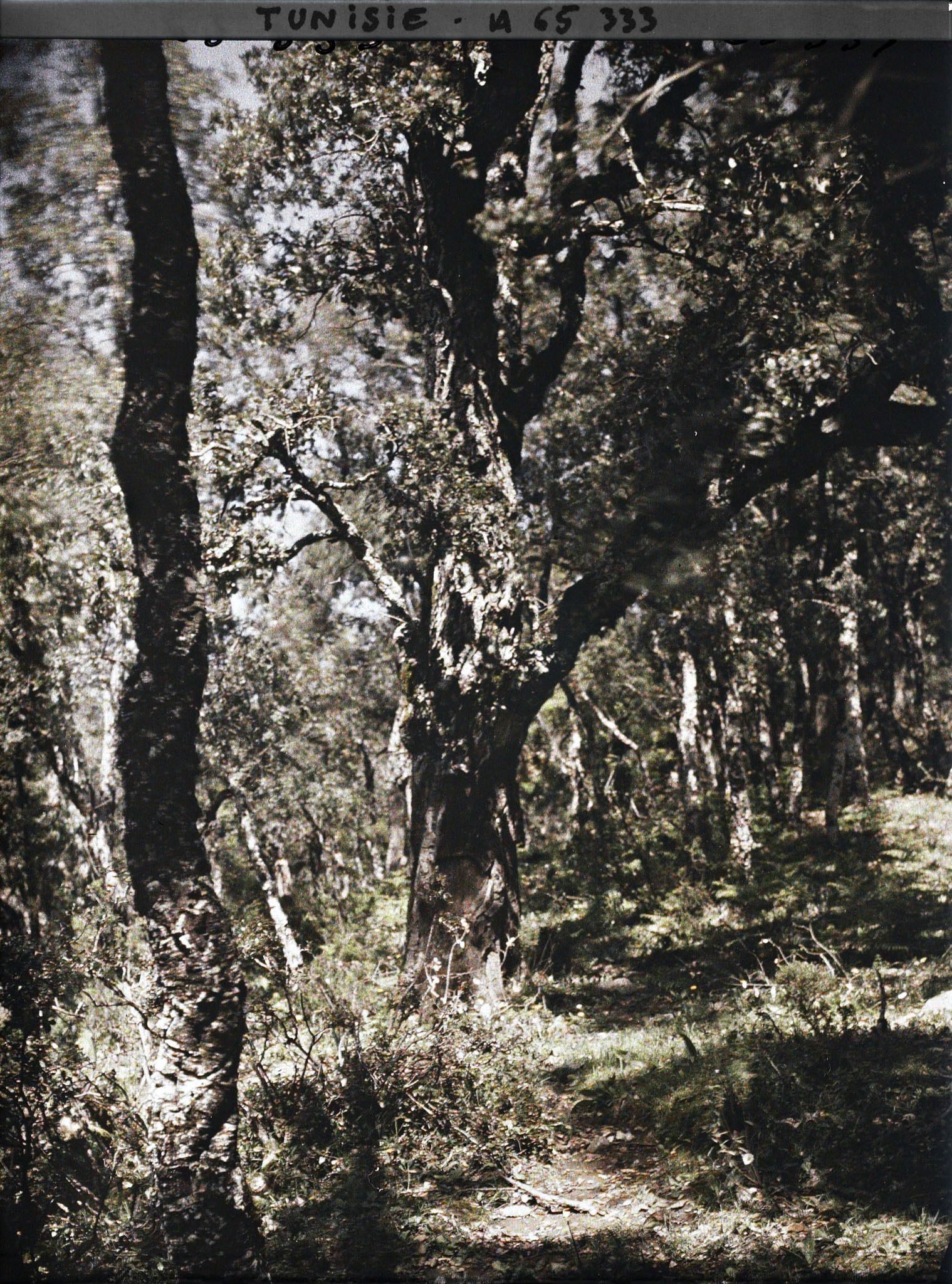 Image représentant Un sous-bois dans la forêt de chênes