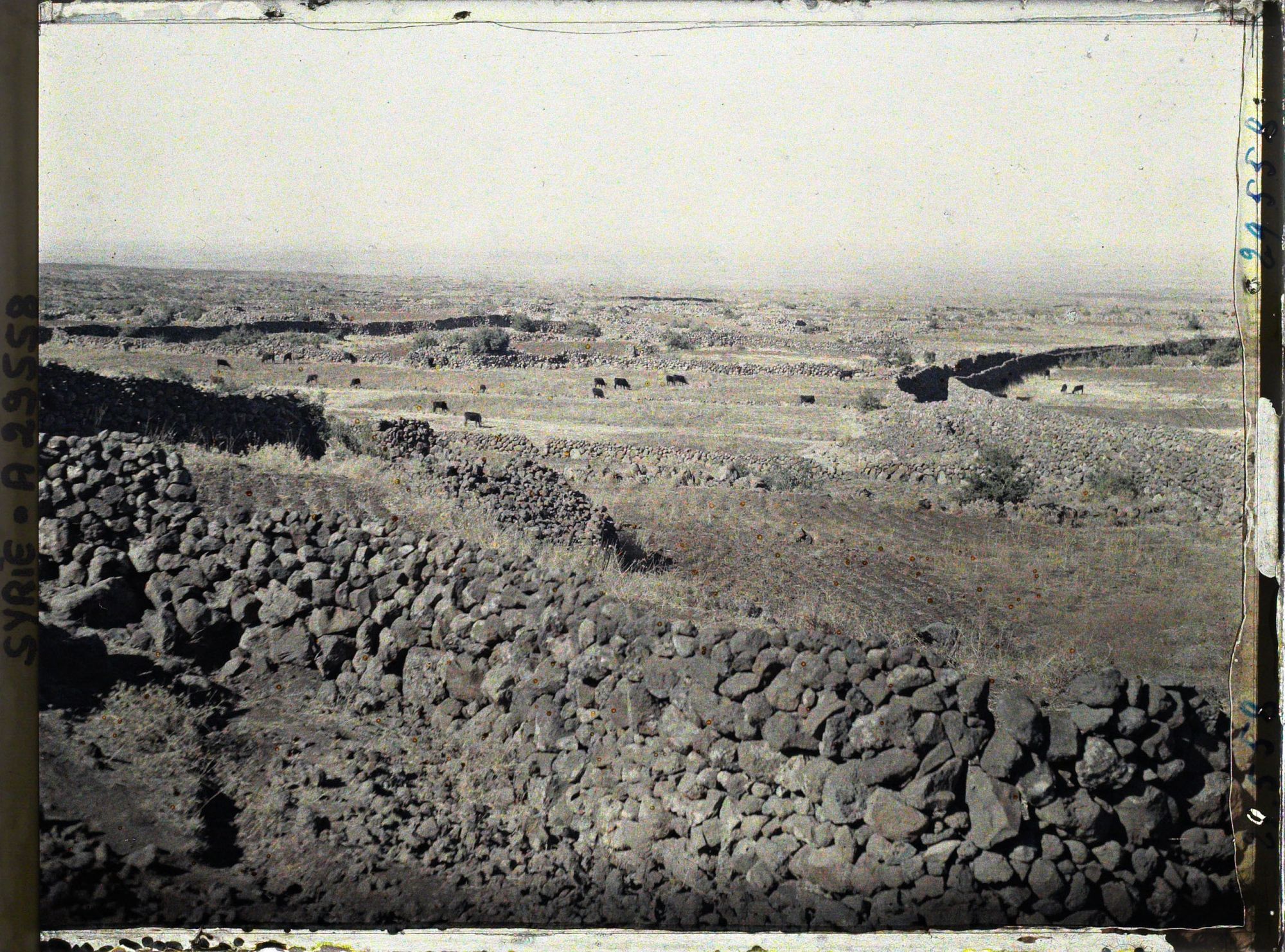 Image représentant Paysage et troupeau