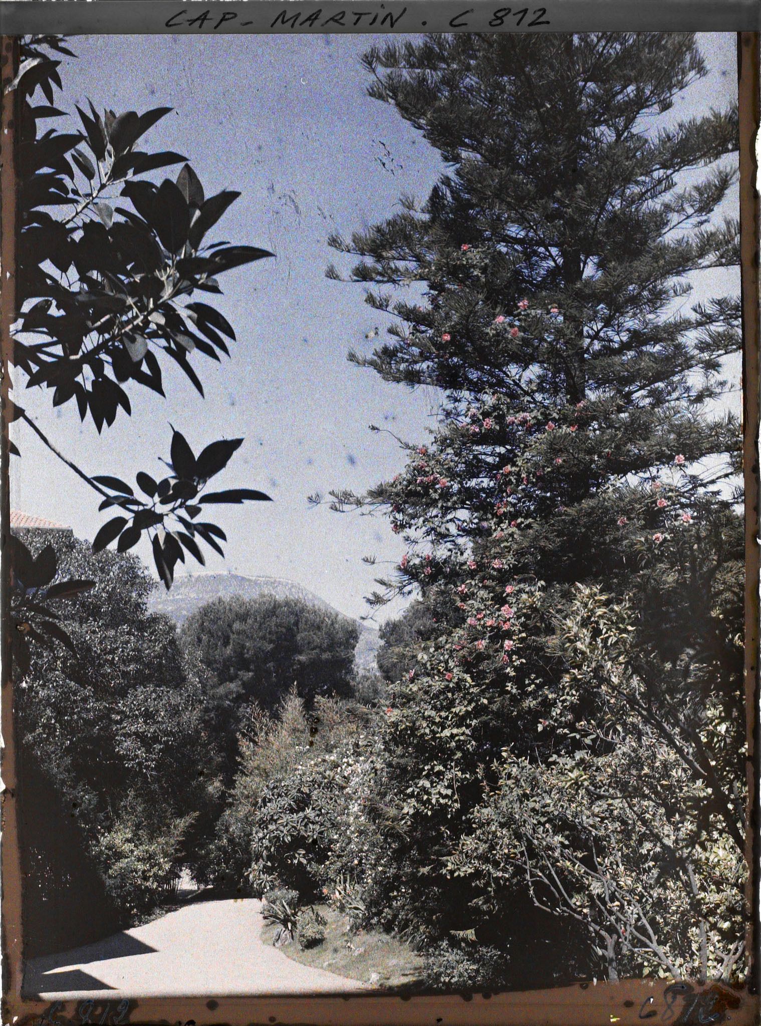 Image représentant Une allée du jardin près de la villa