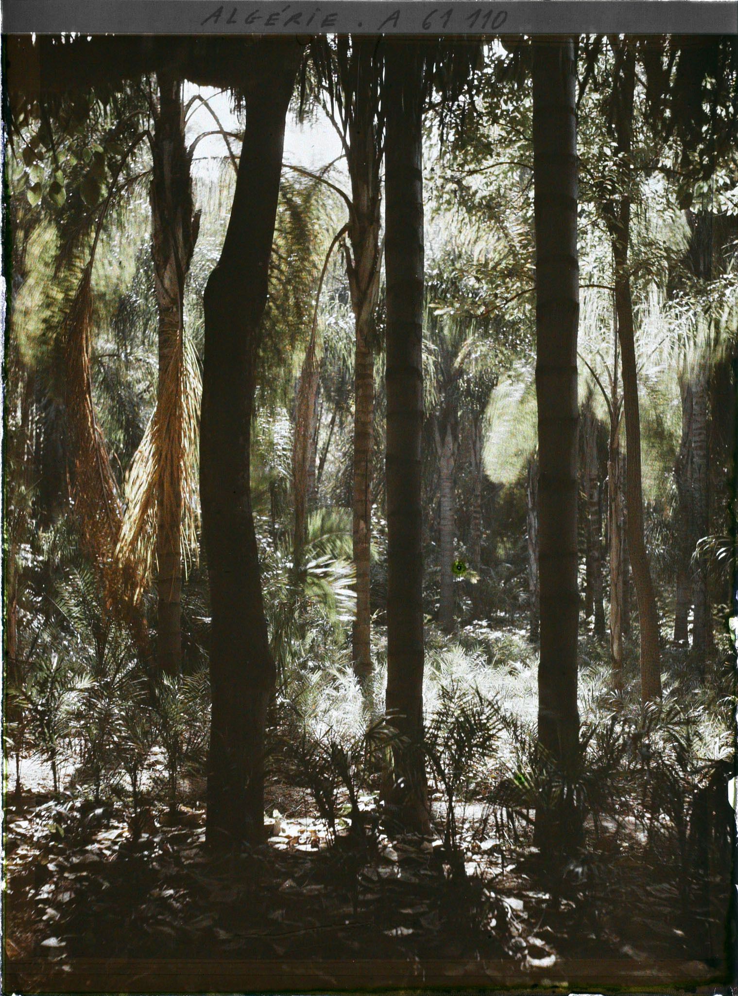 Image représentant Les cocotiers dans le jardin d'Essais