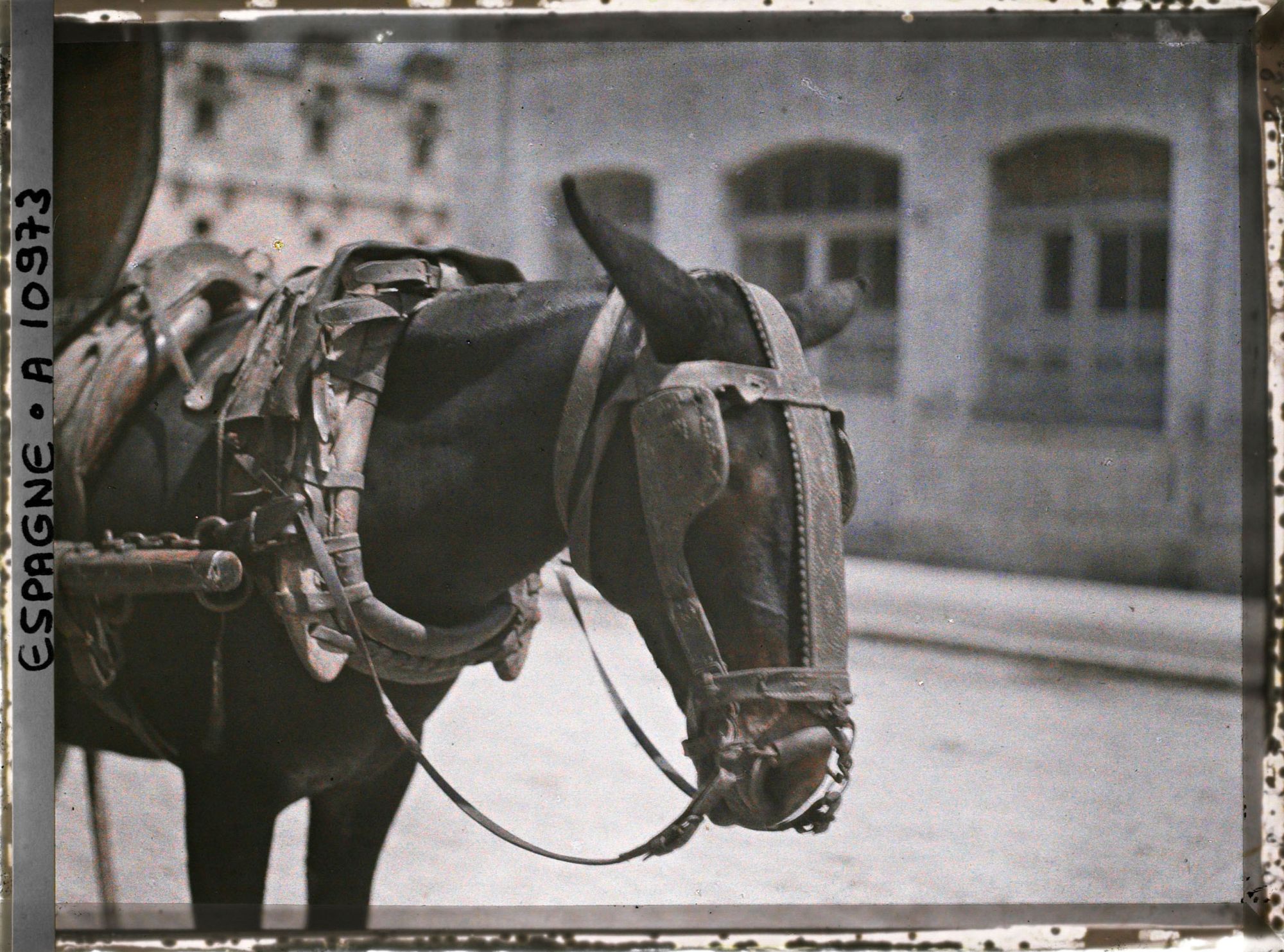 Image représentant Espagne, Bilbao, La tête d'une grande mule avec son harnachement