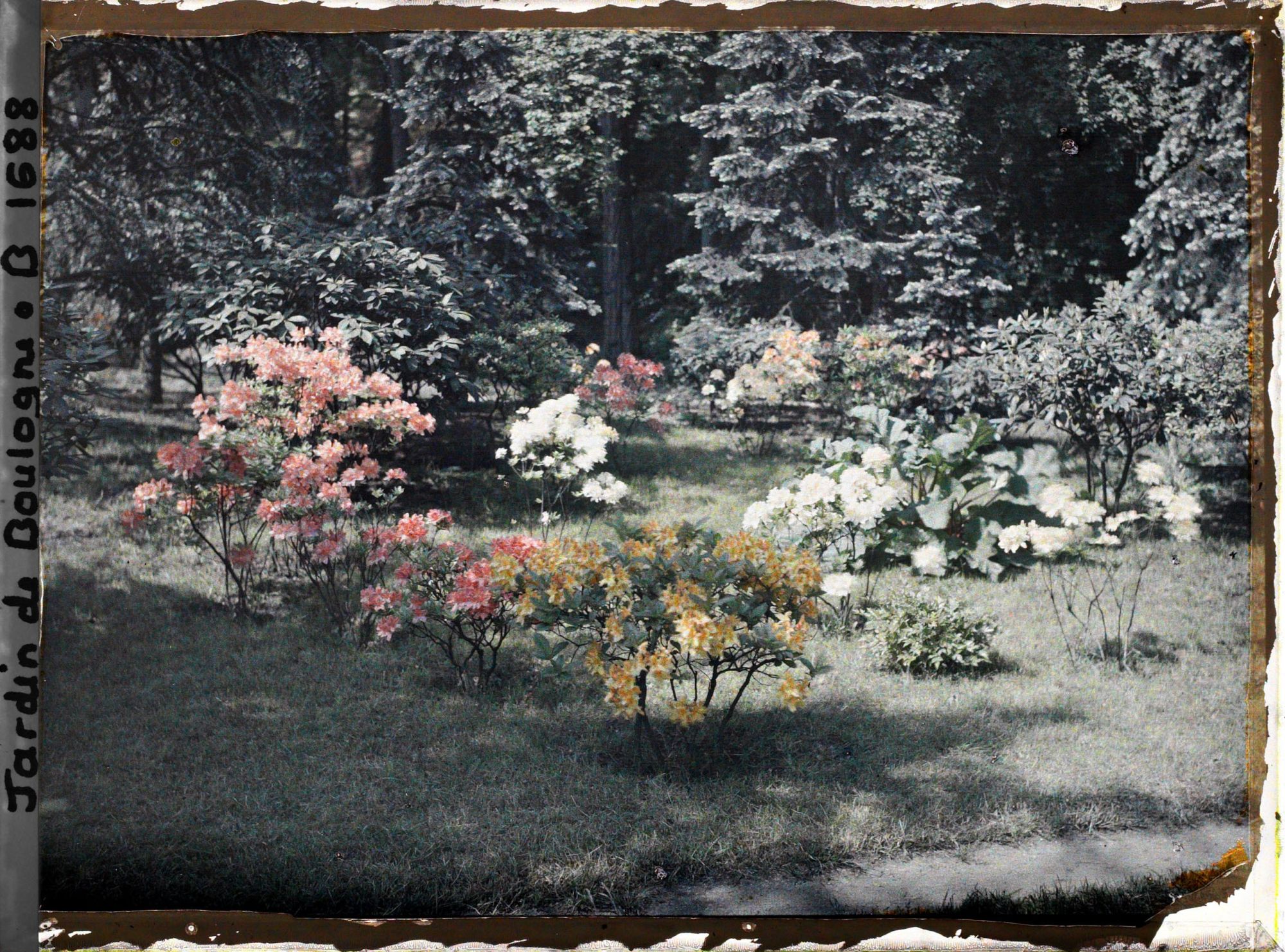 Image représentant Azalées près des étangs