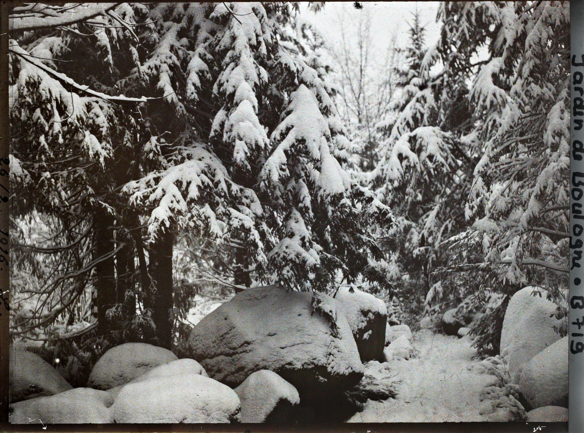 Image représentant La forêt vosgienne