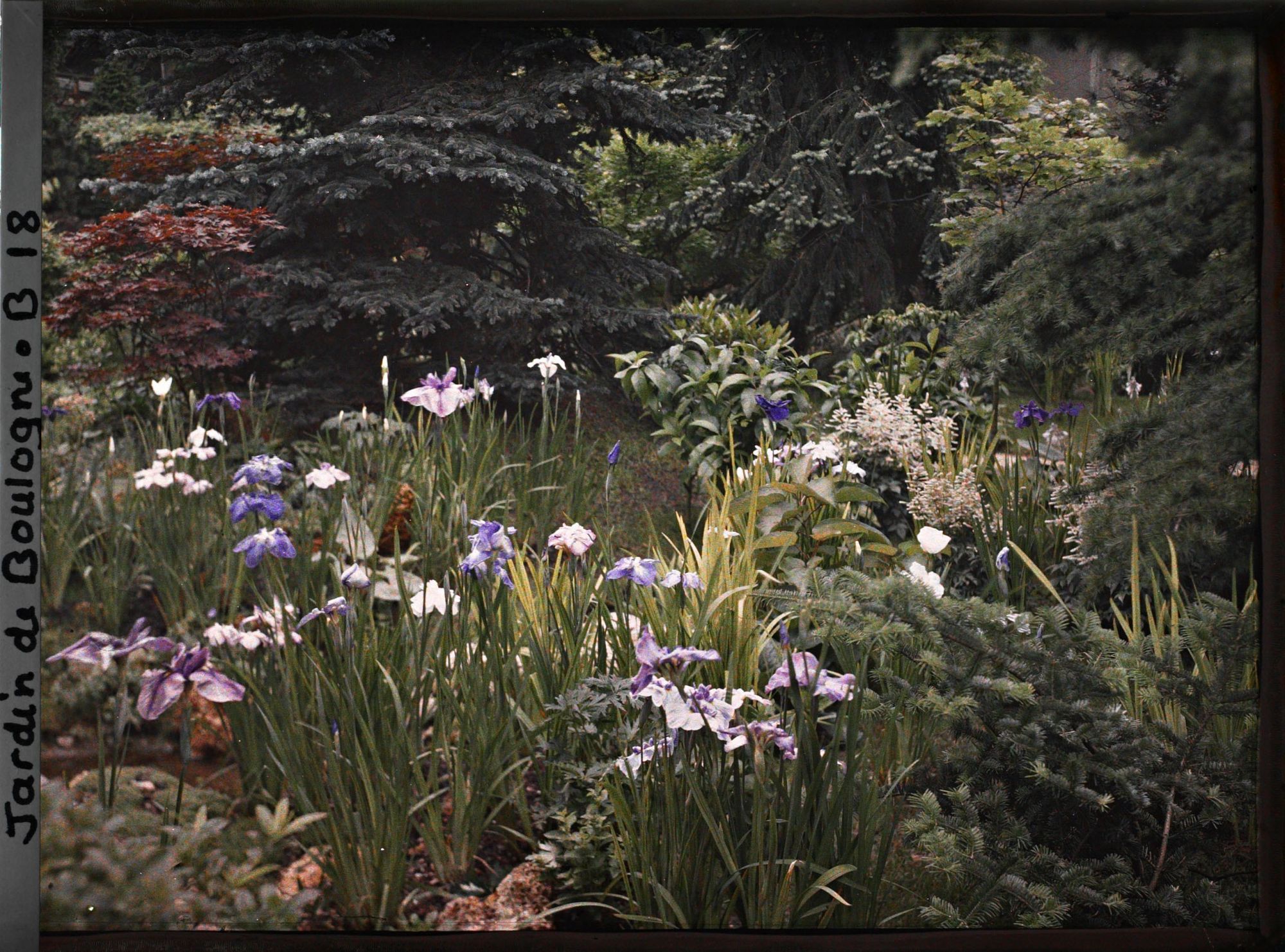 Image représentant Bord de ruisseau du " sanctuaire japonais " bordé d'iris, non loin du pont rouge