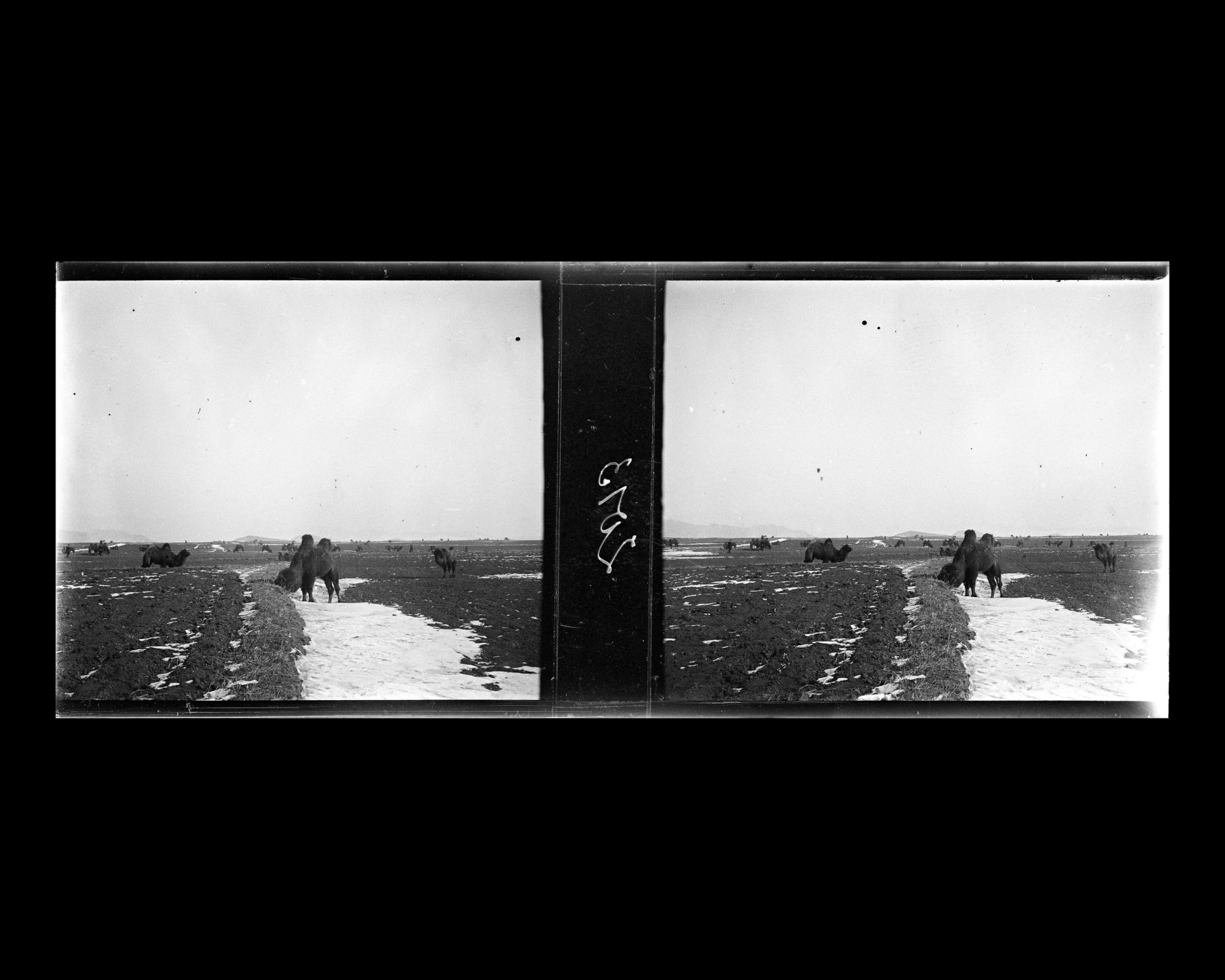 Image représentant Un troupeau de chameaux entre Nankou et Ming Shisanling ("Treize Tombeaux des Ming")