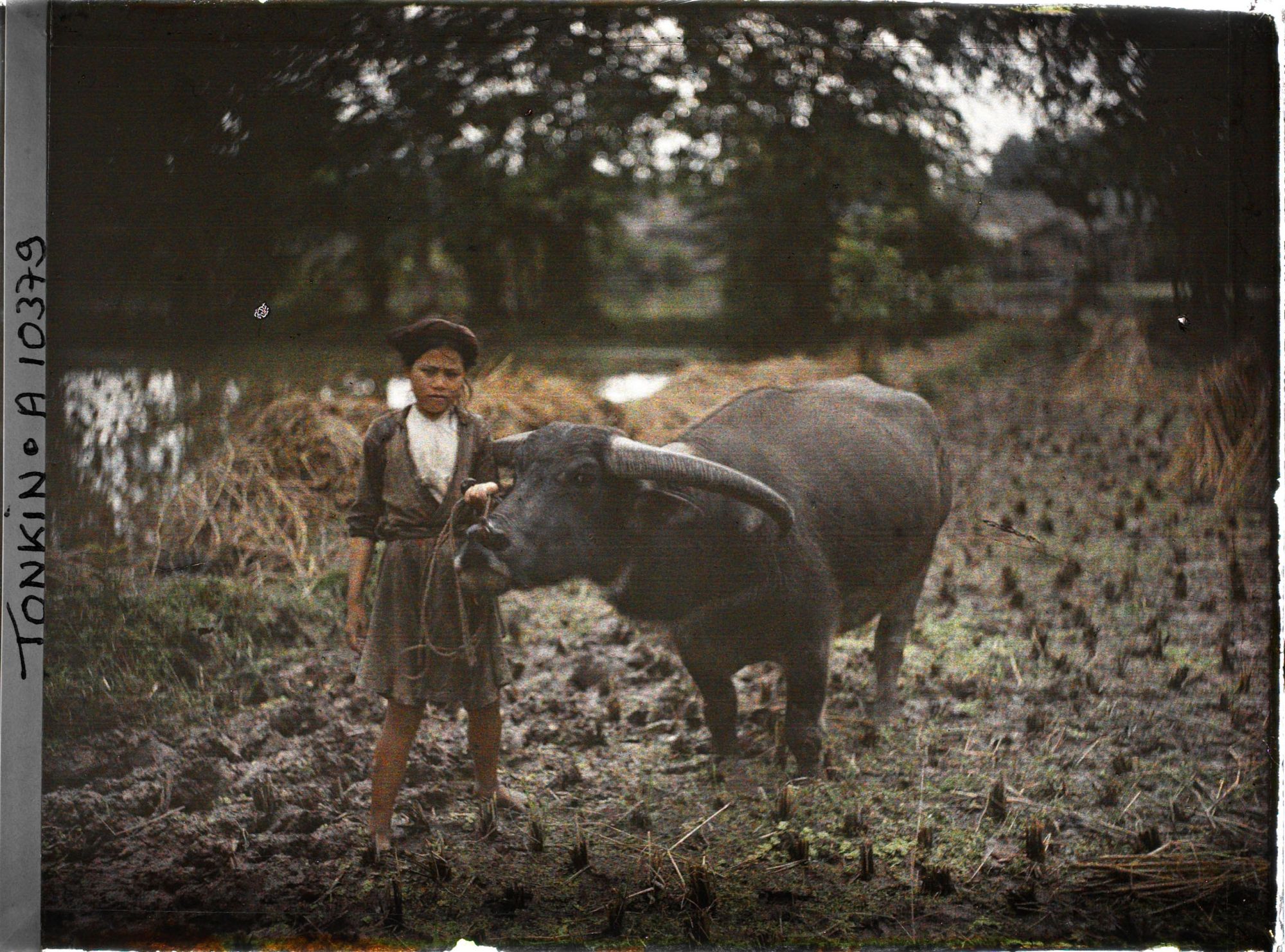 Image représentant Un buffle et sa gardienne dans une rizière