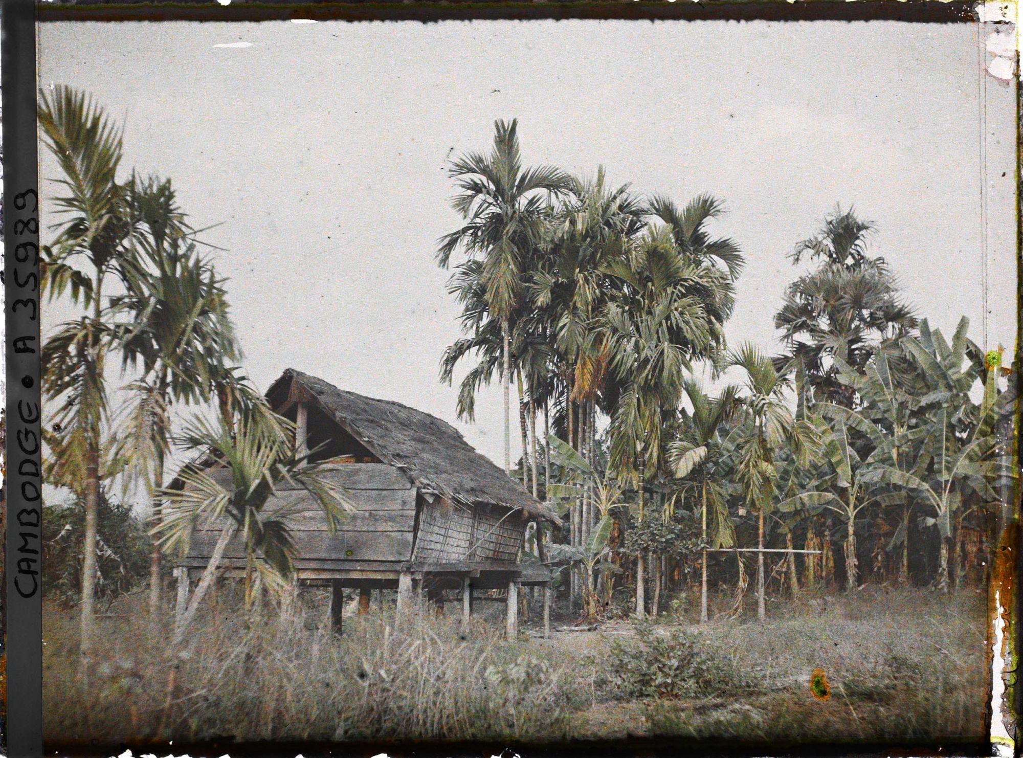 Image représentant Une maison sur pilotis, entourée de palmiers et de bananiers