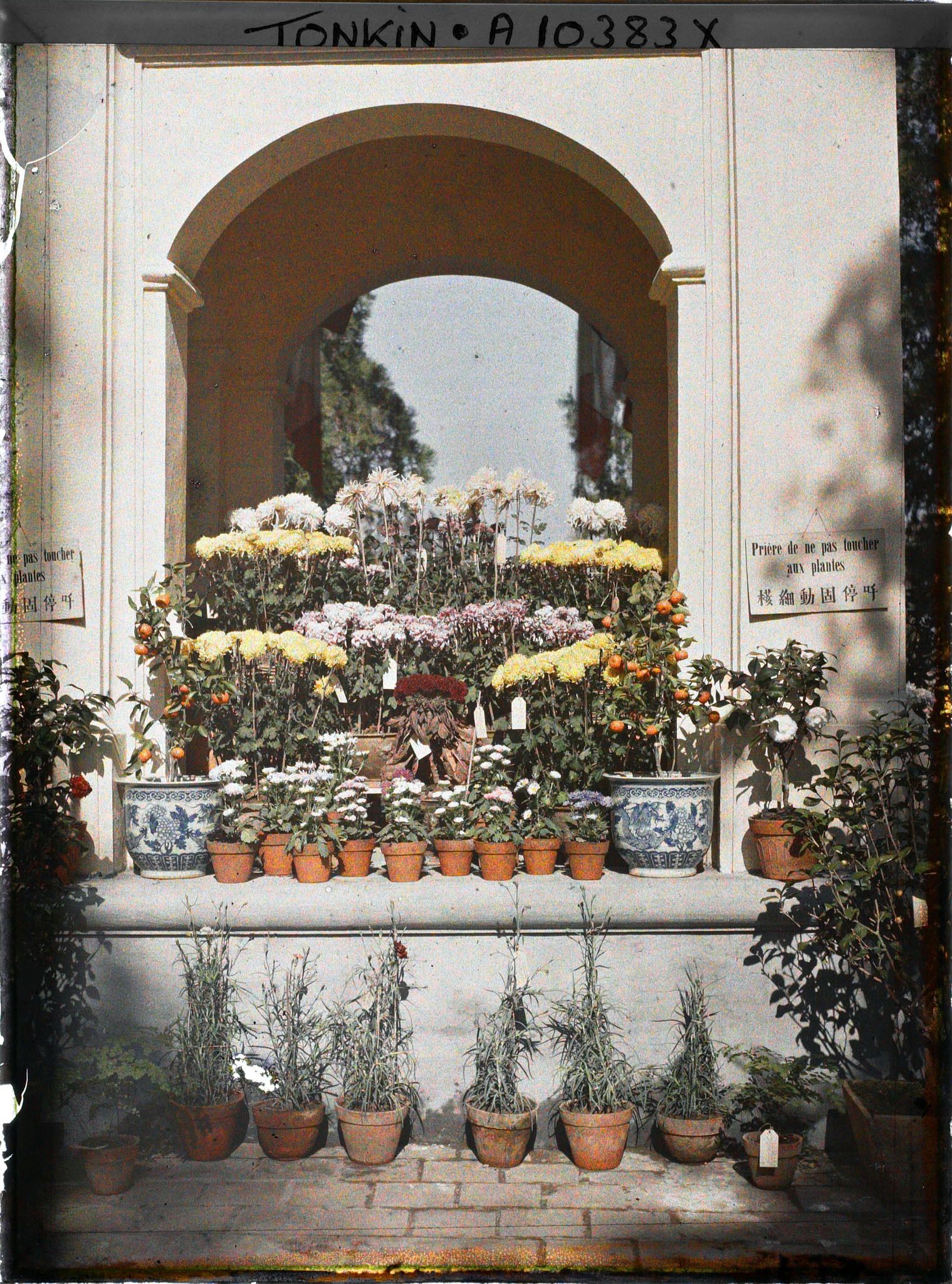 Image représentant Des chrysanthèmes en pots dans exposition florale