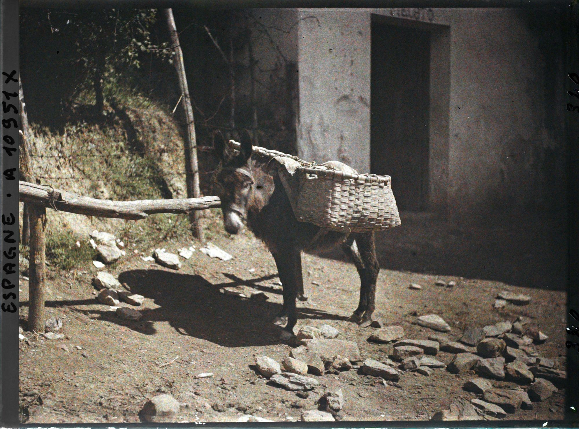 Image représentant Espagne, Bilbao, Un petit âne avec les paniers (festos)