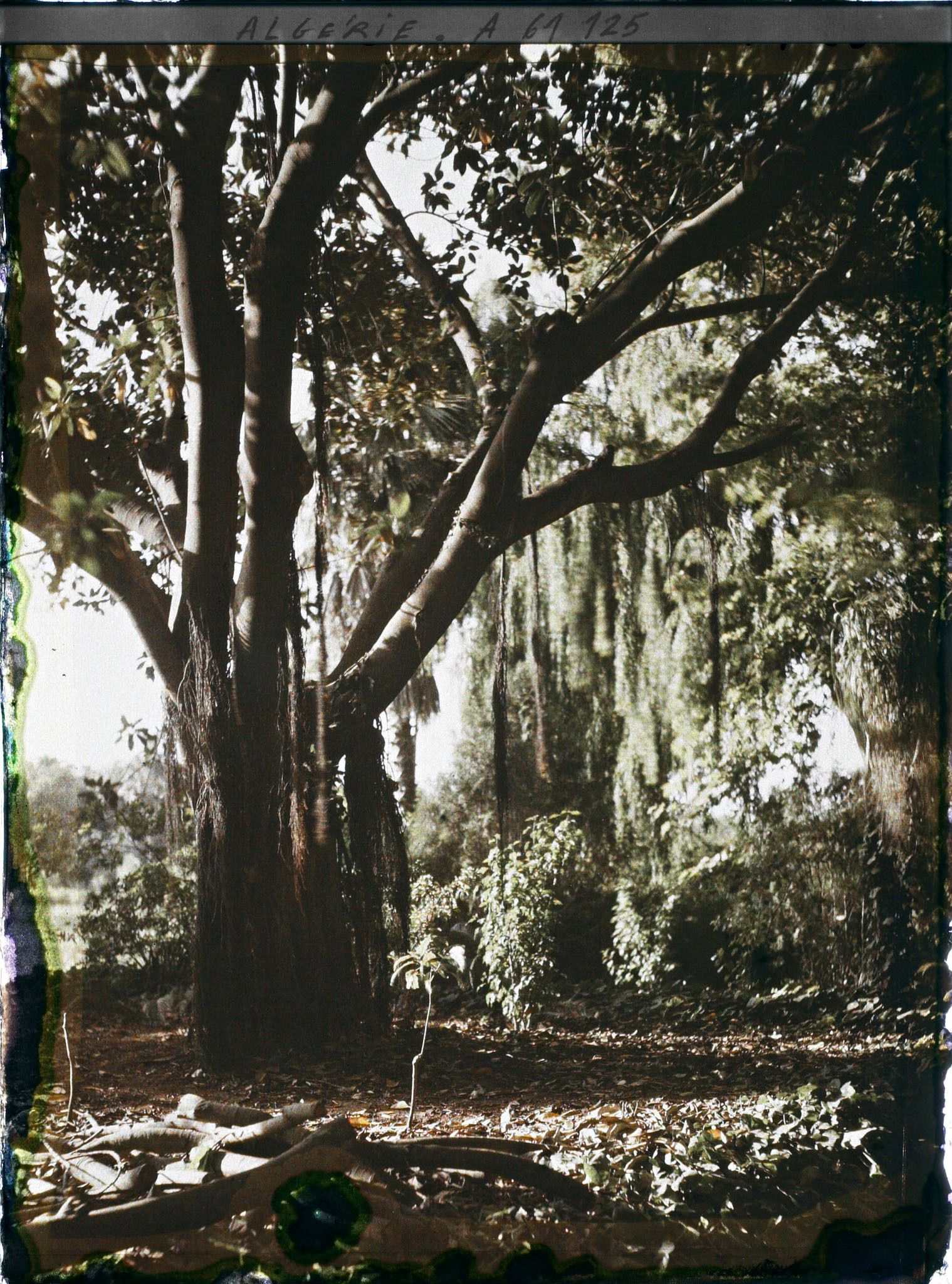 Image représentant Un latanier dans le jardin d'Essais