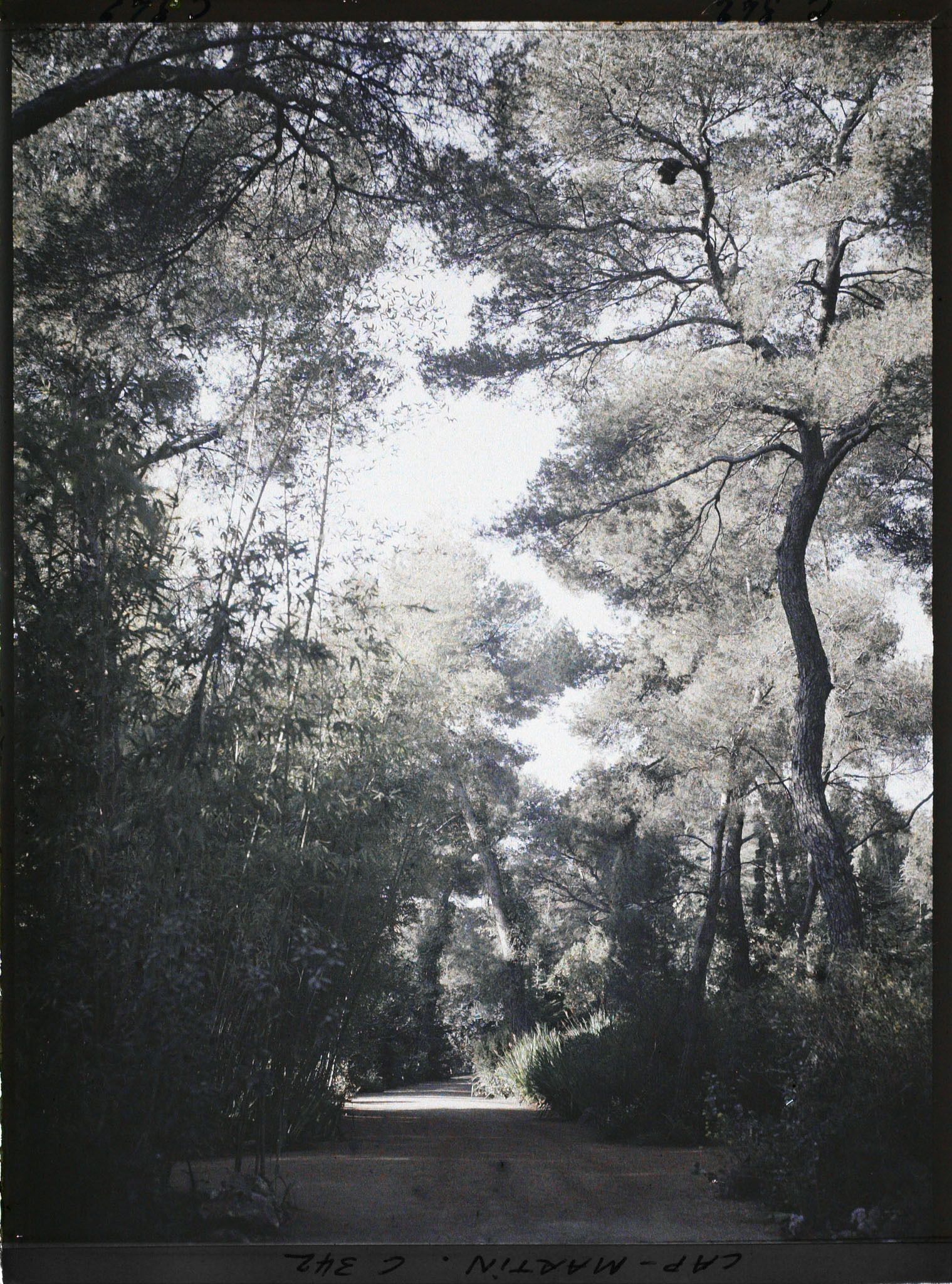 Image représentant Une allée du jardin près du bois de bambous