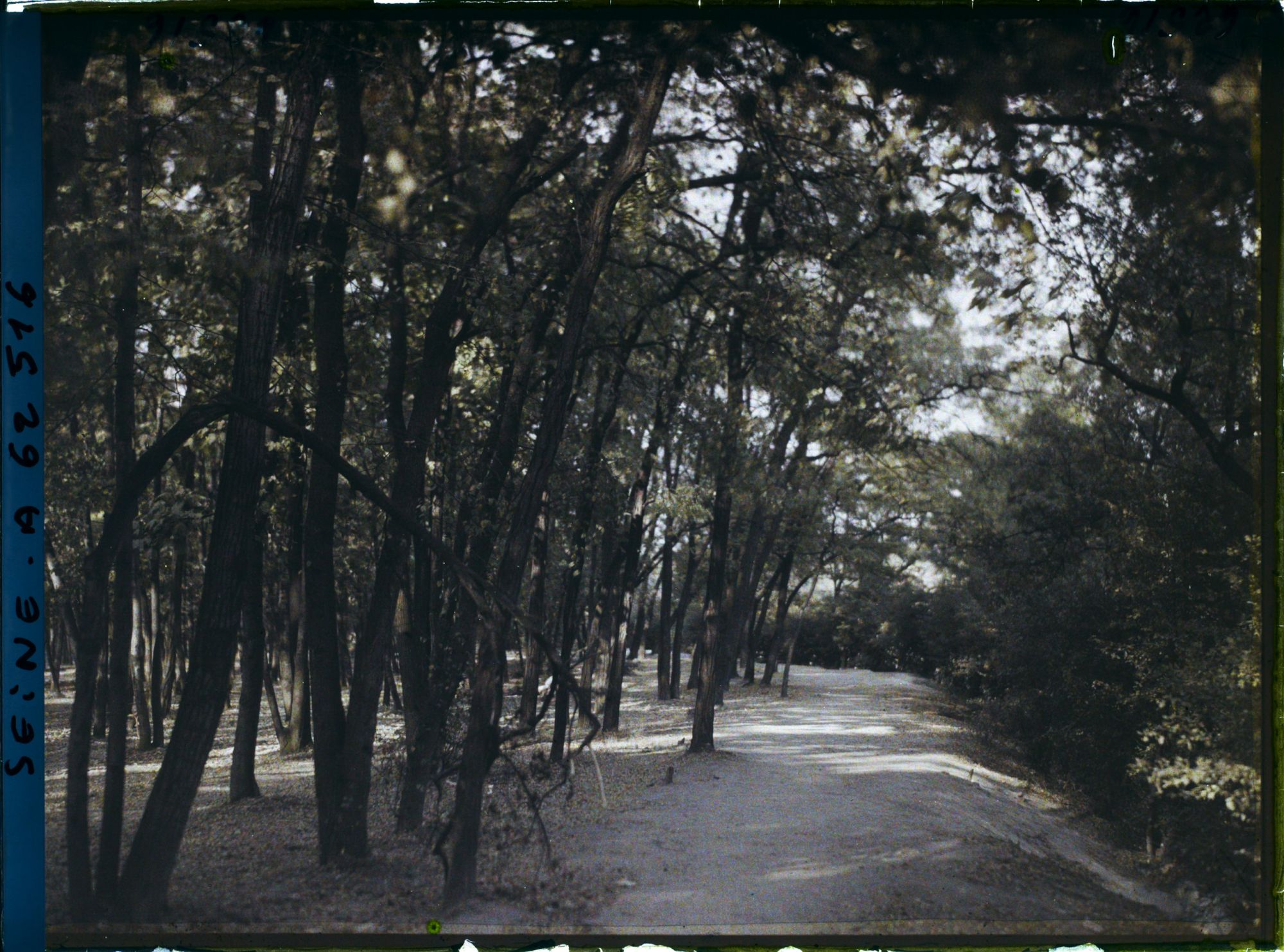 Image représentant Sous-bois longeant la zone des anciennes fortifications à la porte Dauphine
