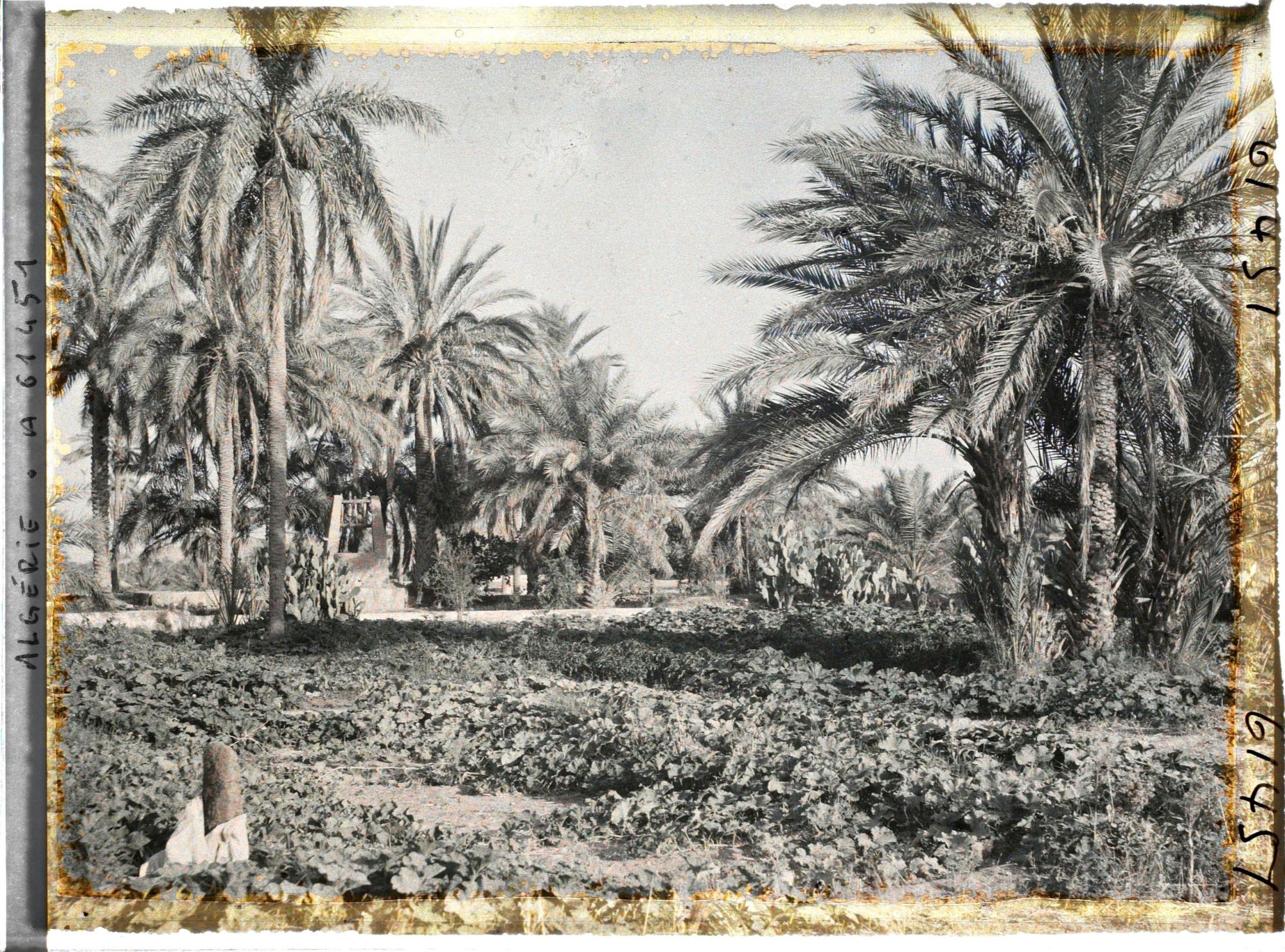 Image représentant Cultures de courgettes et de piments dans l'oasis