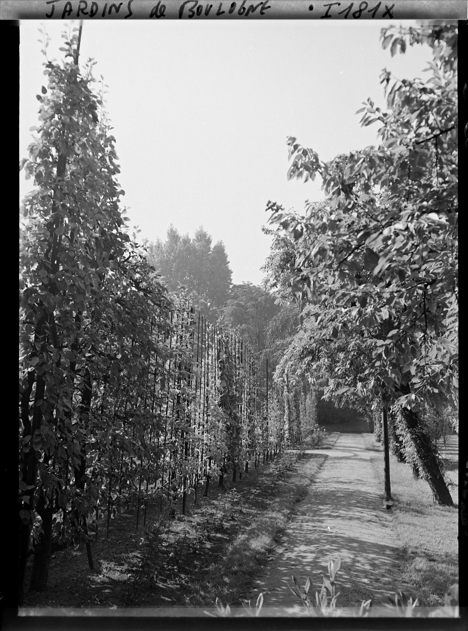 Image représentant Allée bordée de fruitiers palissés menant vers le sud, dans la partie ouest du verger-roseraie