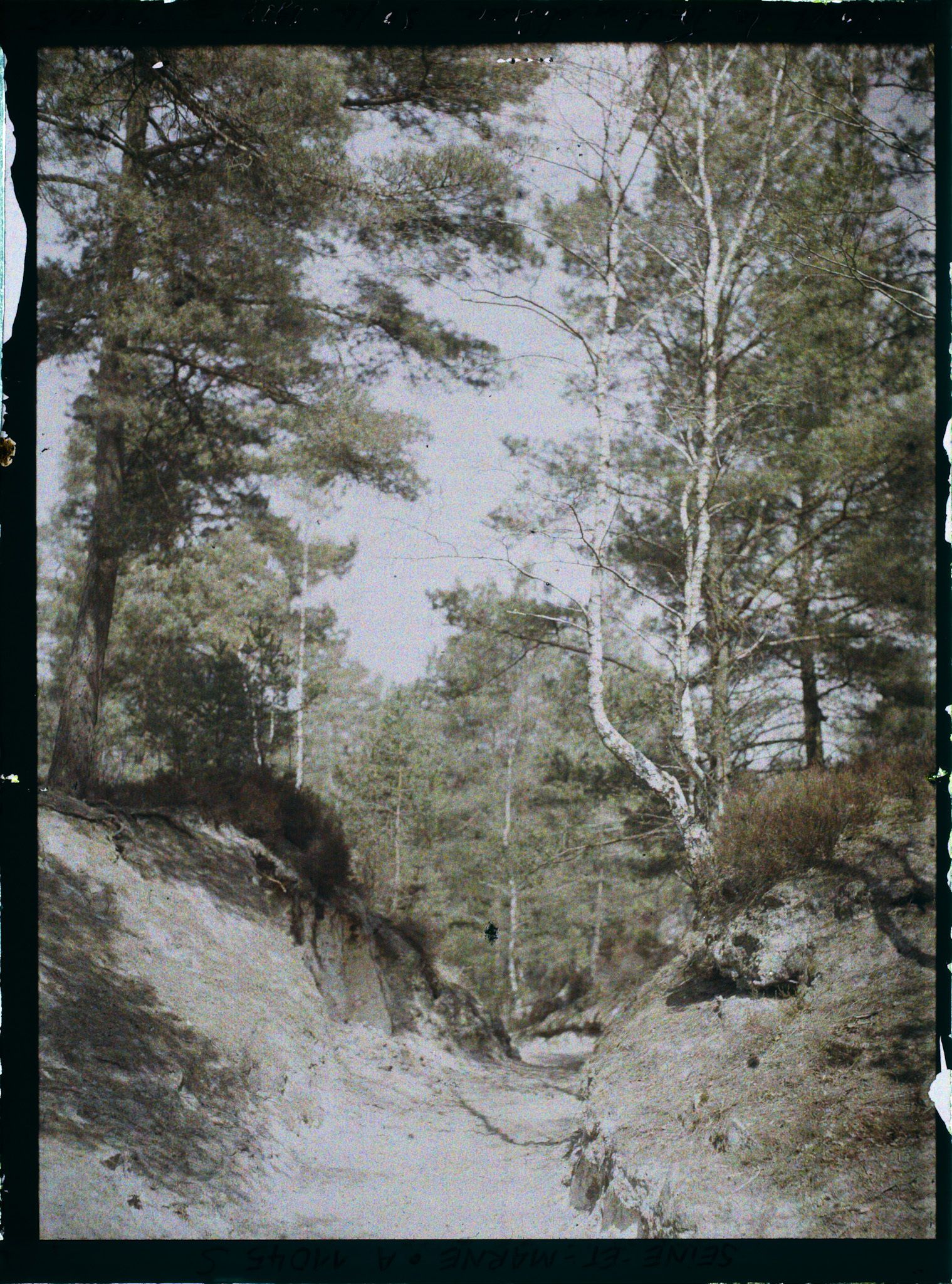 Image représentant France, Fontainebleau, Forêt de Fontainebleau