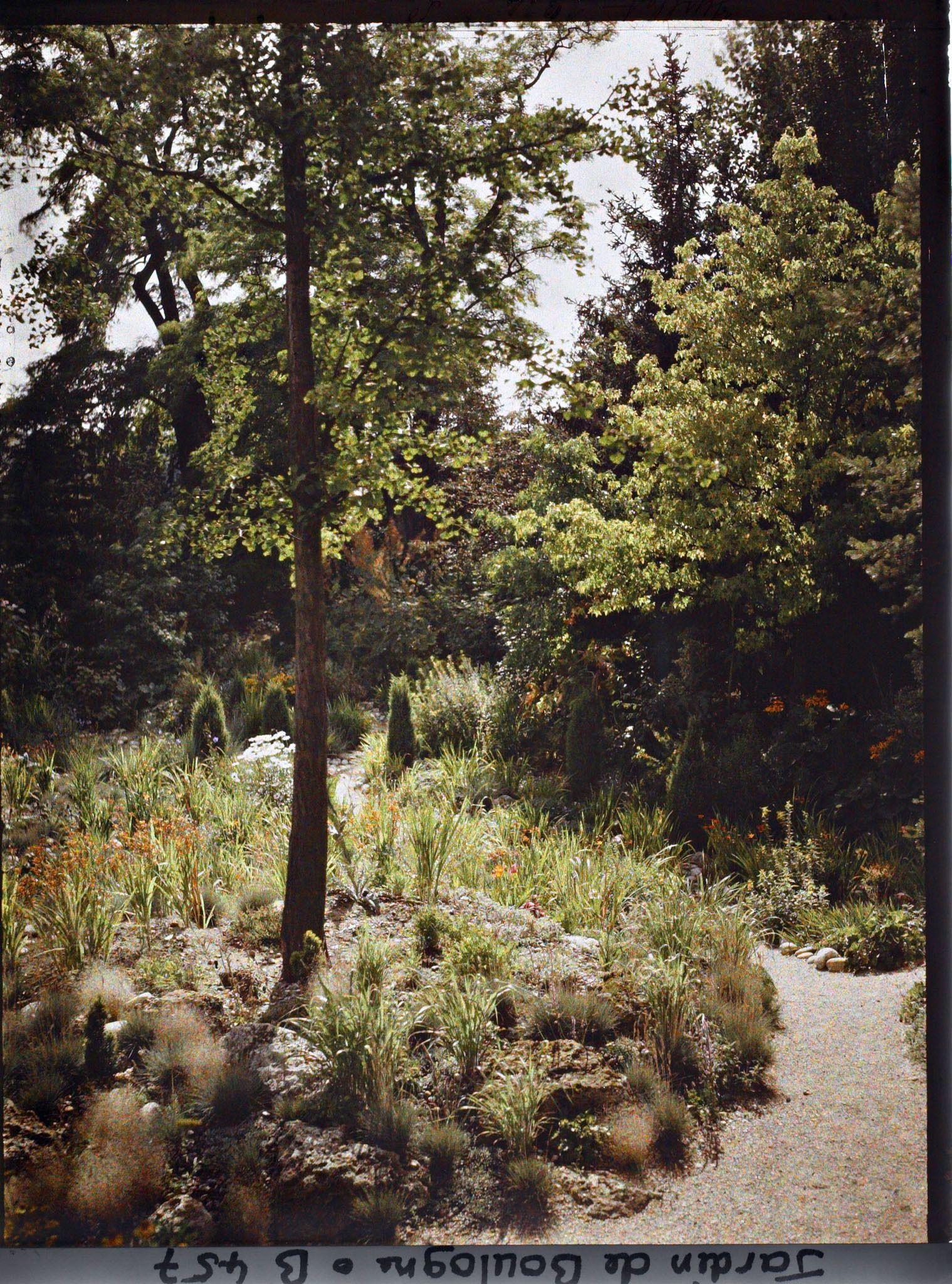 Image représentant Ginkgo à la croisée de chemins du " sanctuaire japonais " ponctué de conifères