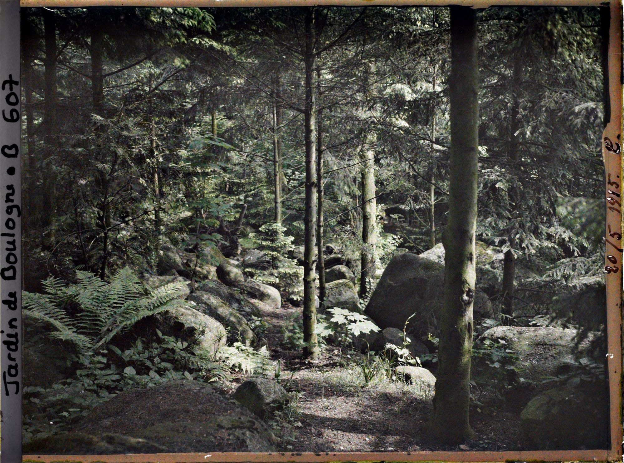 Image représentant La forêt vosgienne