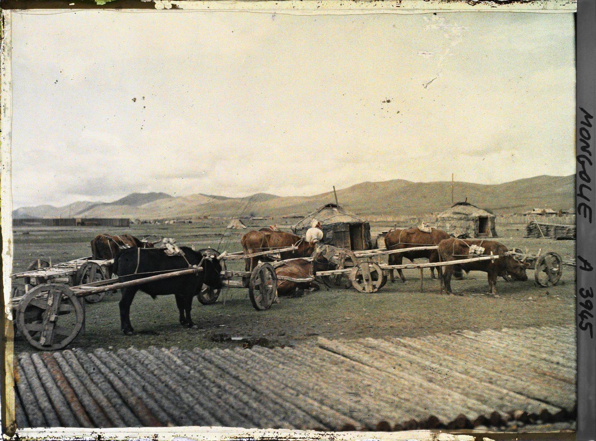 Image représentant Caravane de bœufs attelés à des chars rustiques