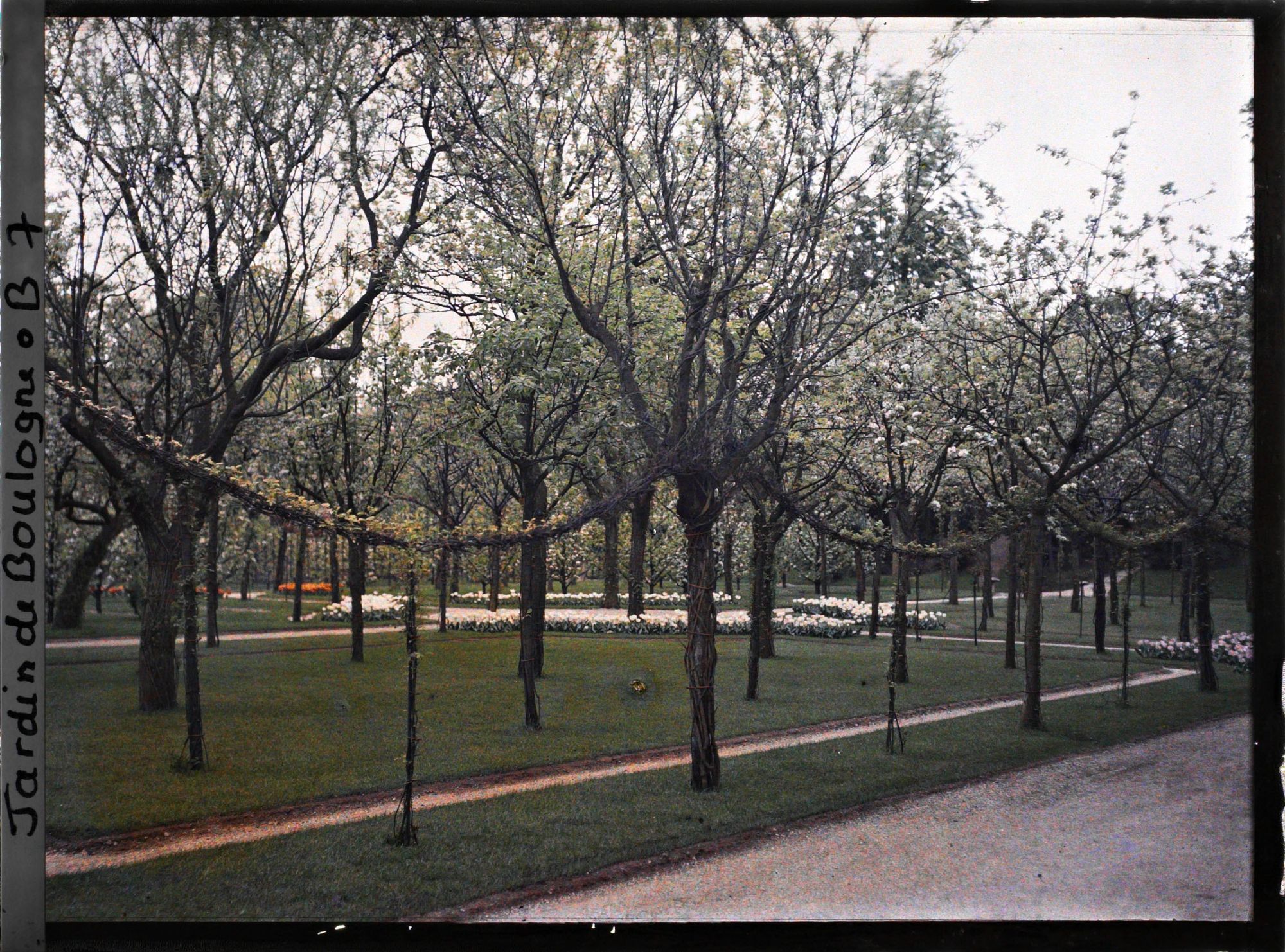Image représentant Partie ouest du verger-roseraie vue non loin de la dépendance, en direction du jardin japonais