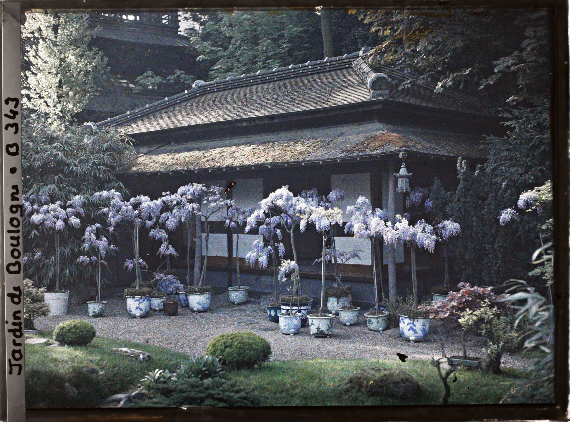 Image représentant Maison est du " village japonais " ornée de glycines en pots fleuries