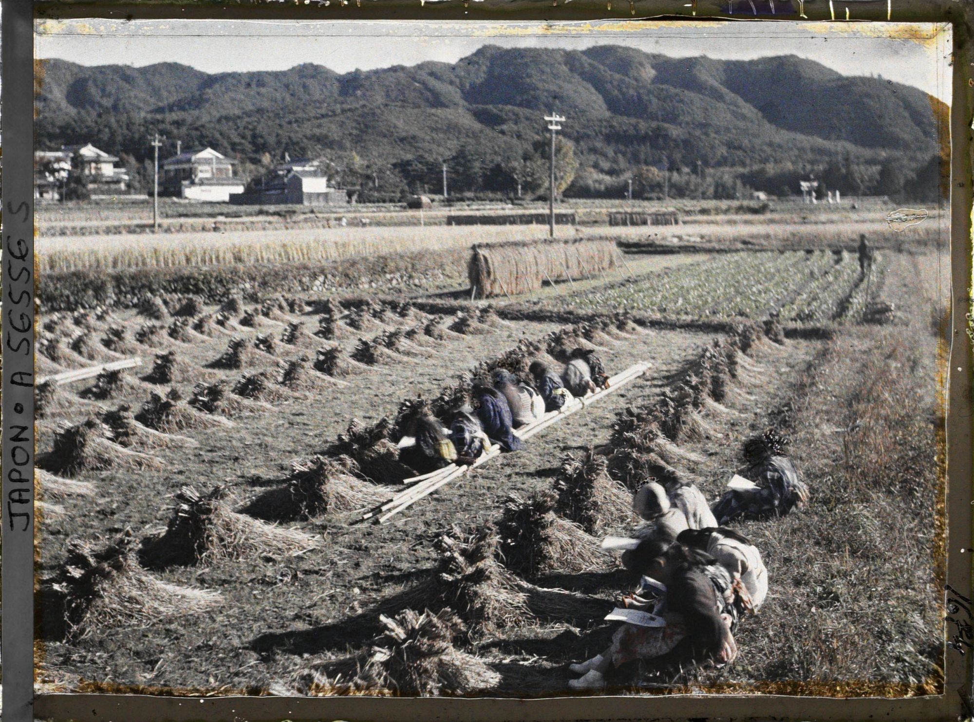 Image représentant Ecolières à l'étude du dessin d'après nature dans une rizière après la moisson