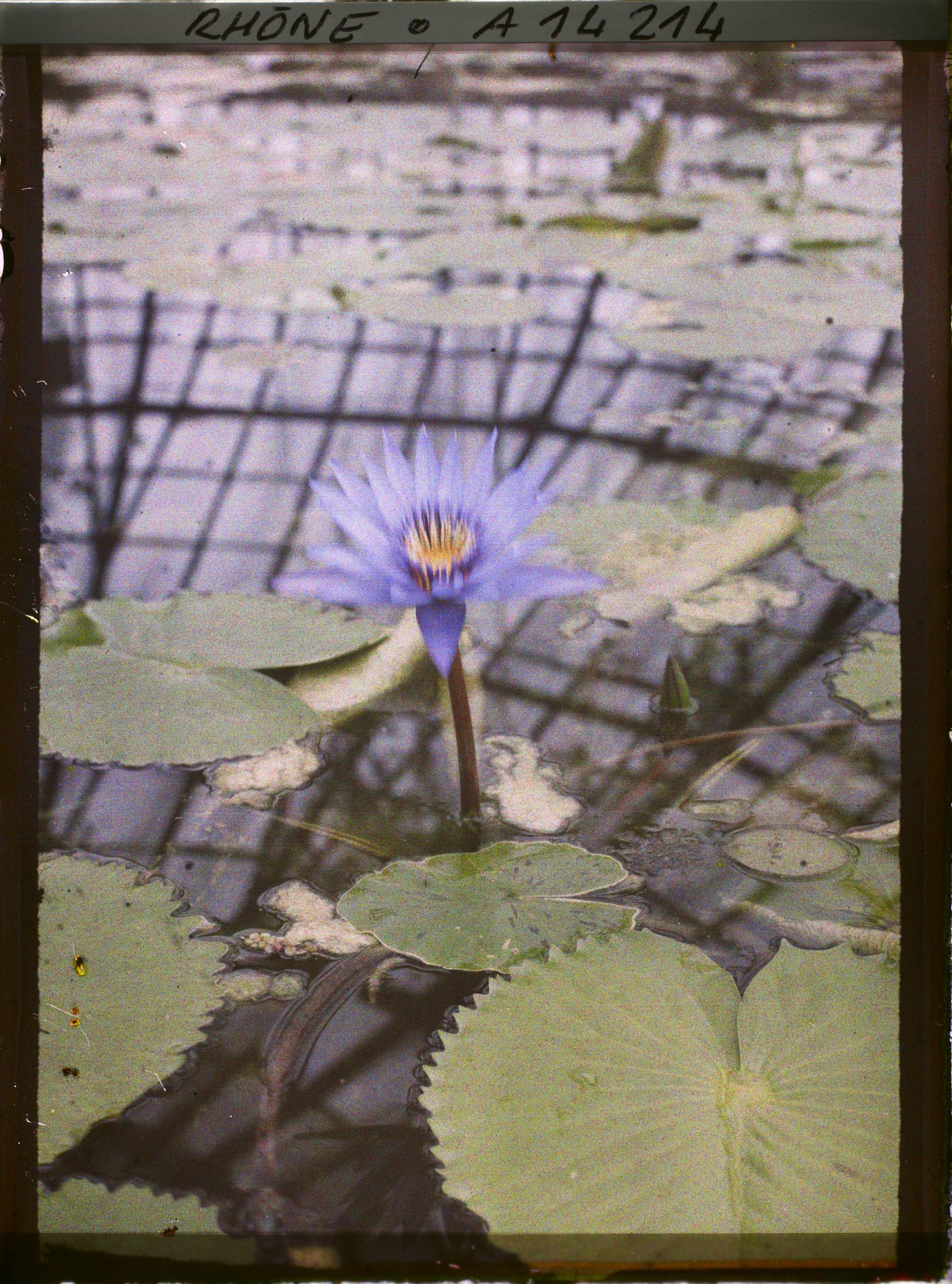 Image représentant Parc de la Tête d'Or