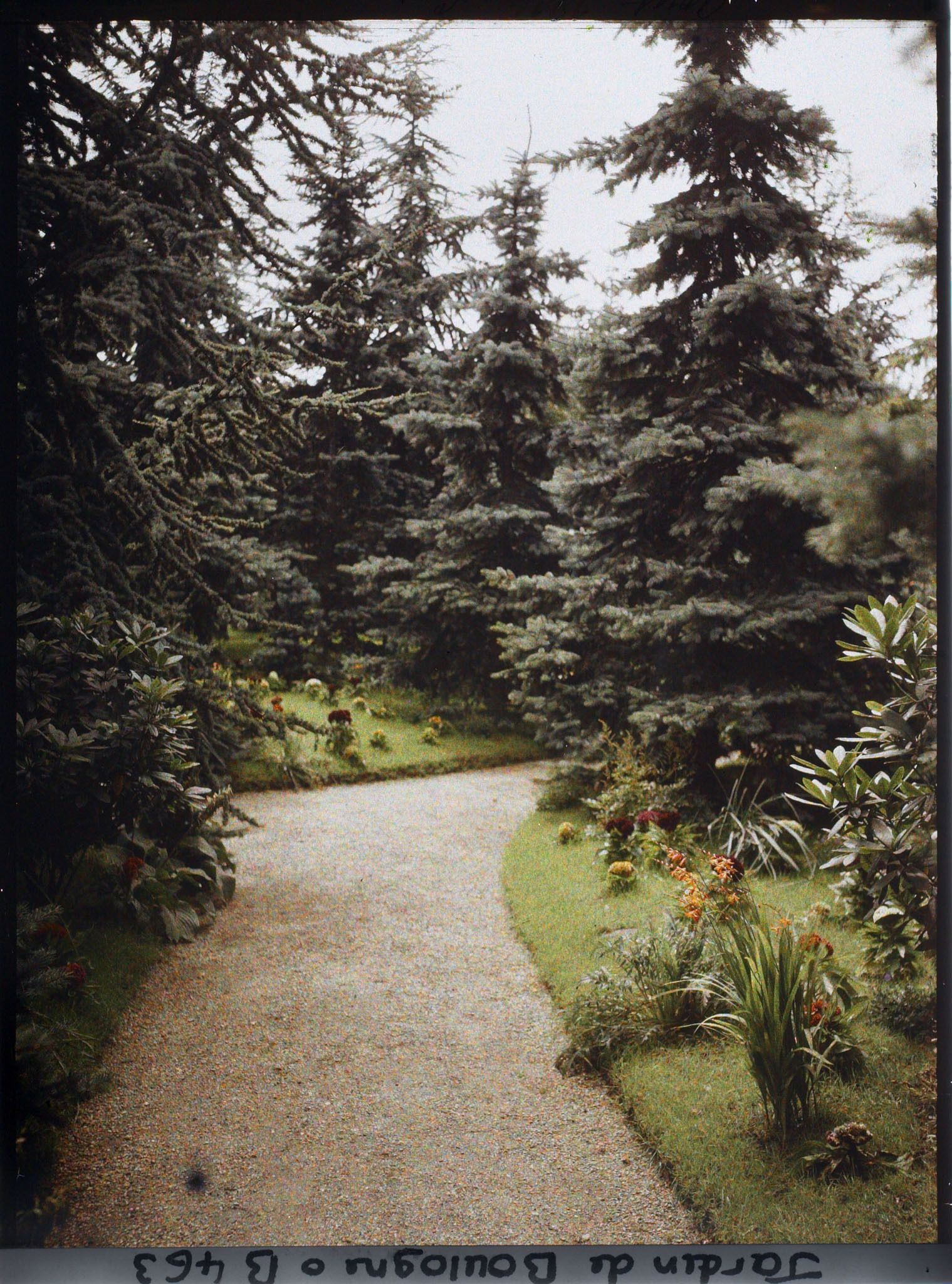 Image représentant Allée de la forêt bleue bordée de plates-bandes fleuries