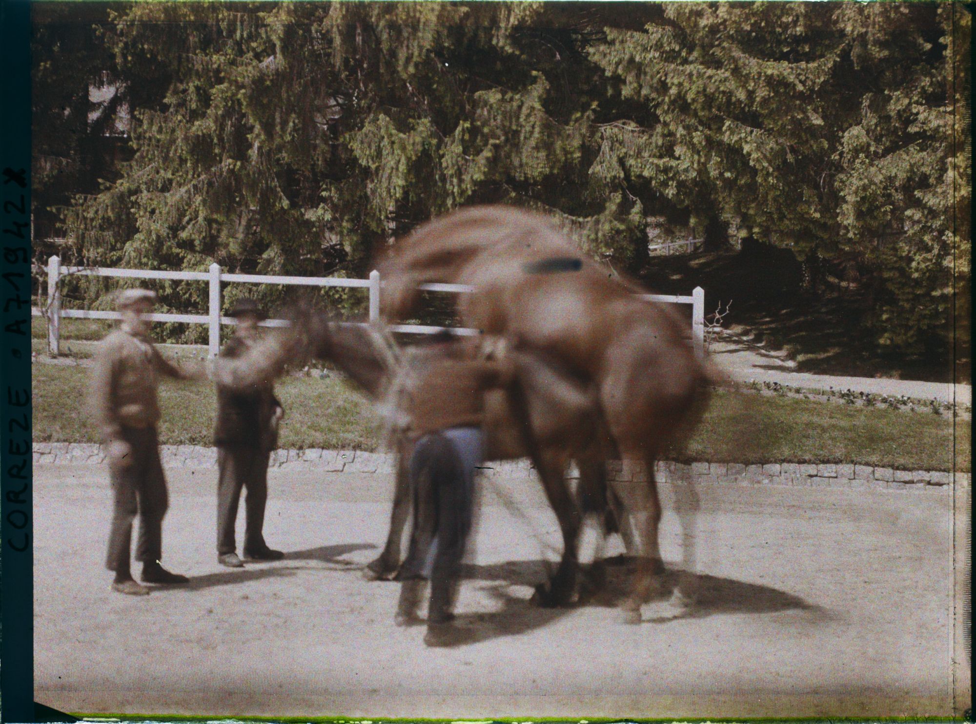 Image représentant Une saillie d'étalons pur sang