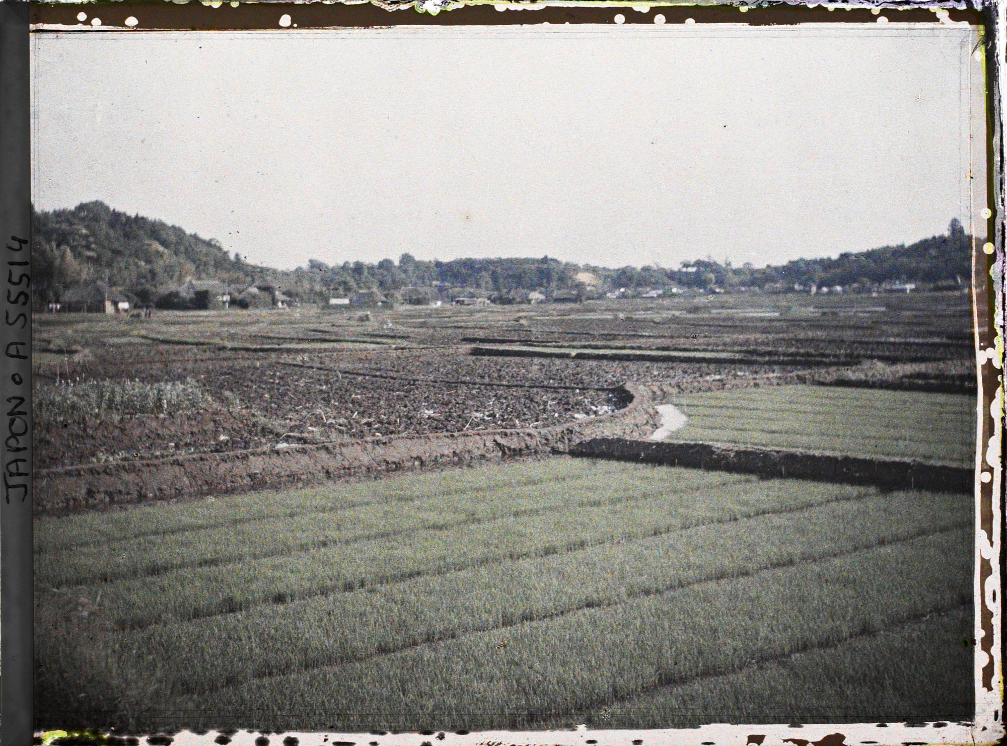 Image représentant Rizières