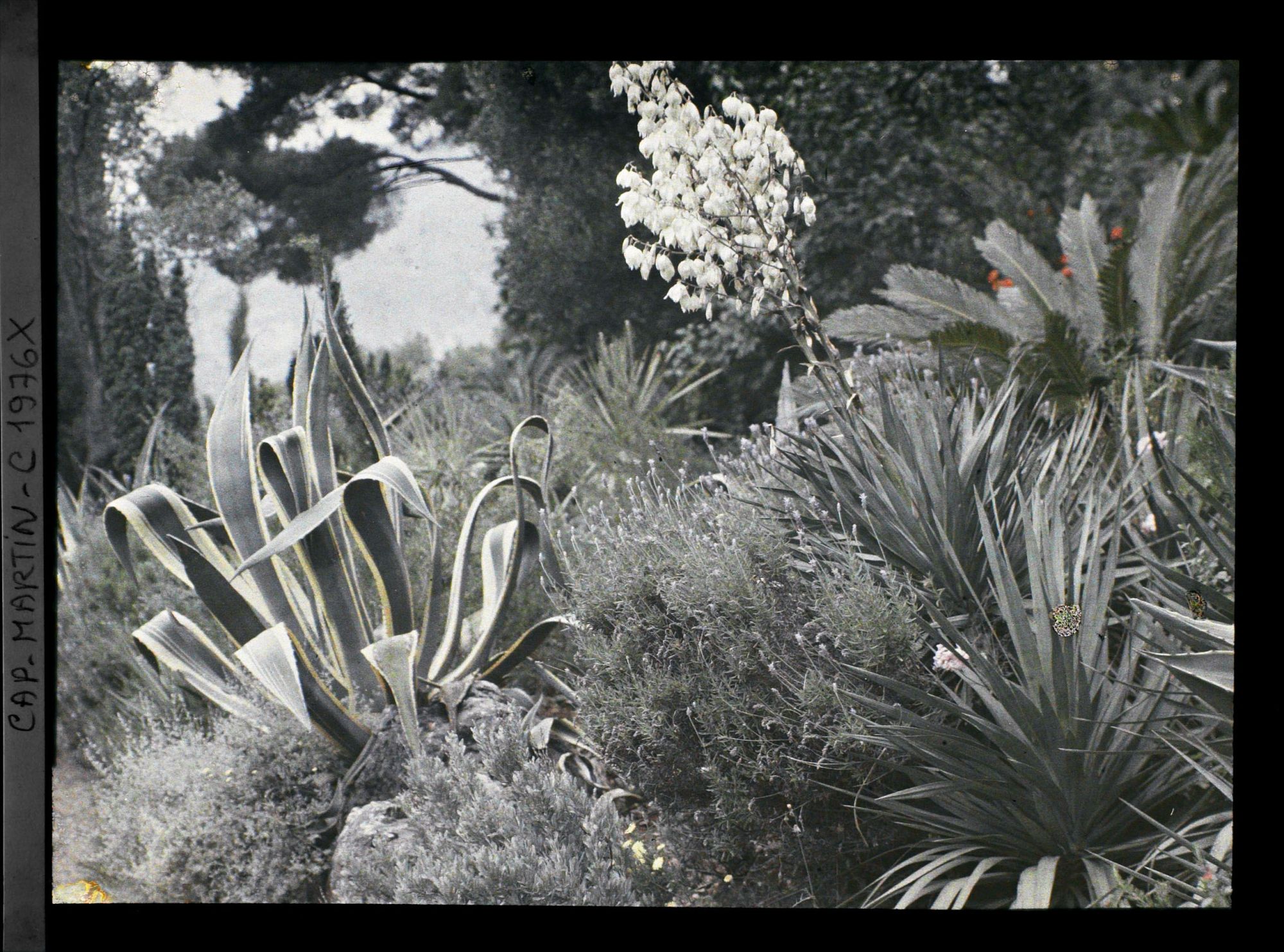 Image représentant Yucca et lavandes en fleurs, agave, cycas et autres plantes au bord d'une allée, vers l'ouest, vue prise à 10 h
