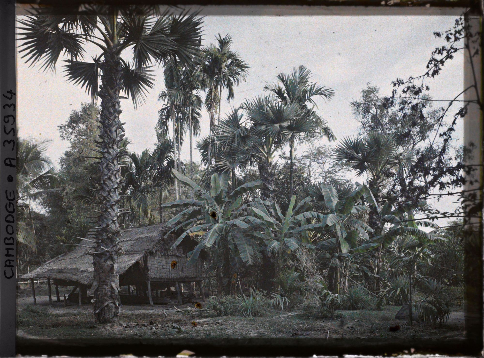 Image représentant Une maison sur pilotis, environnée de palmiers à sucre et de bananiers