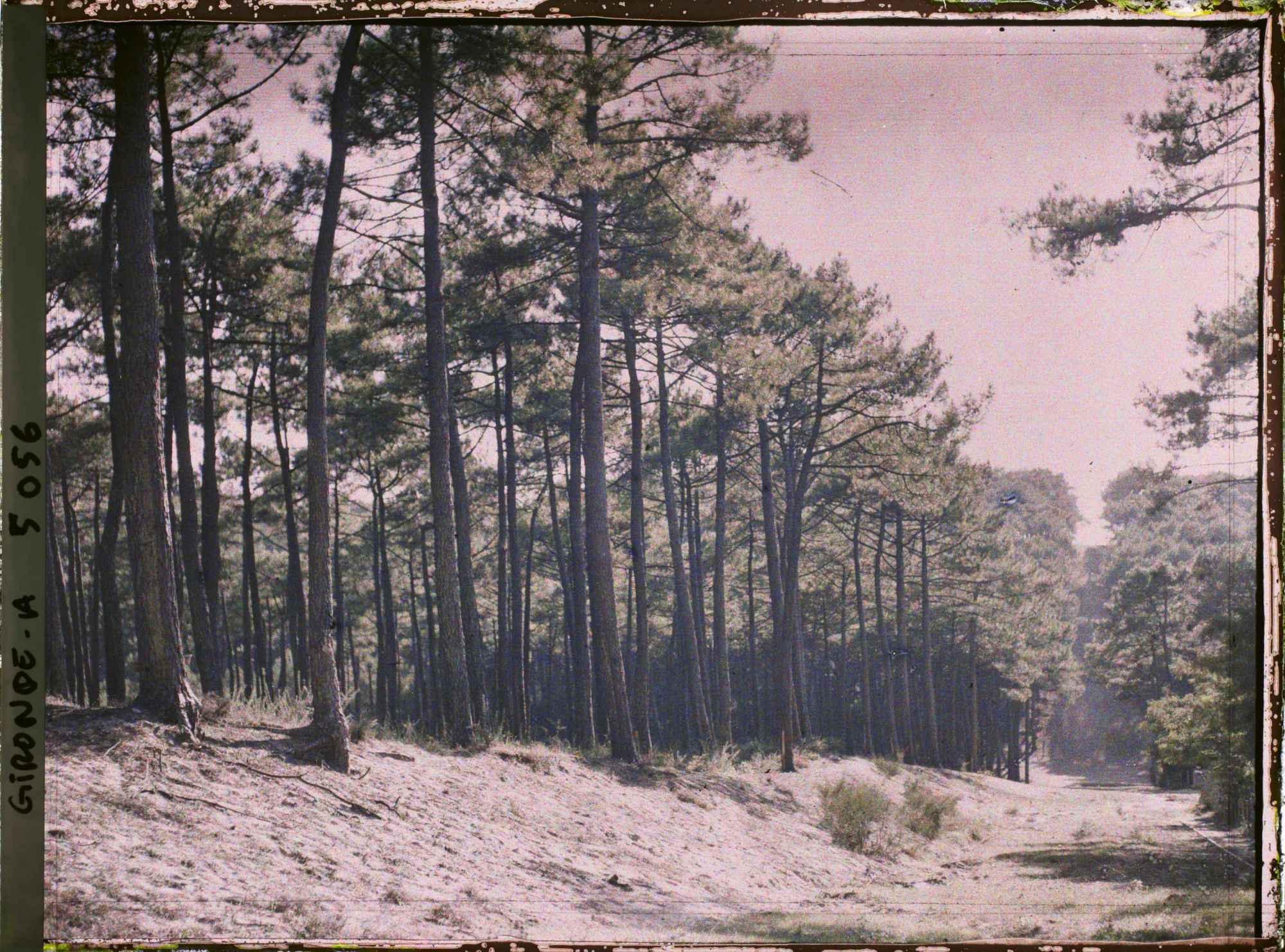Image représentant Forêt de pins