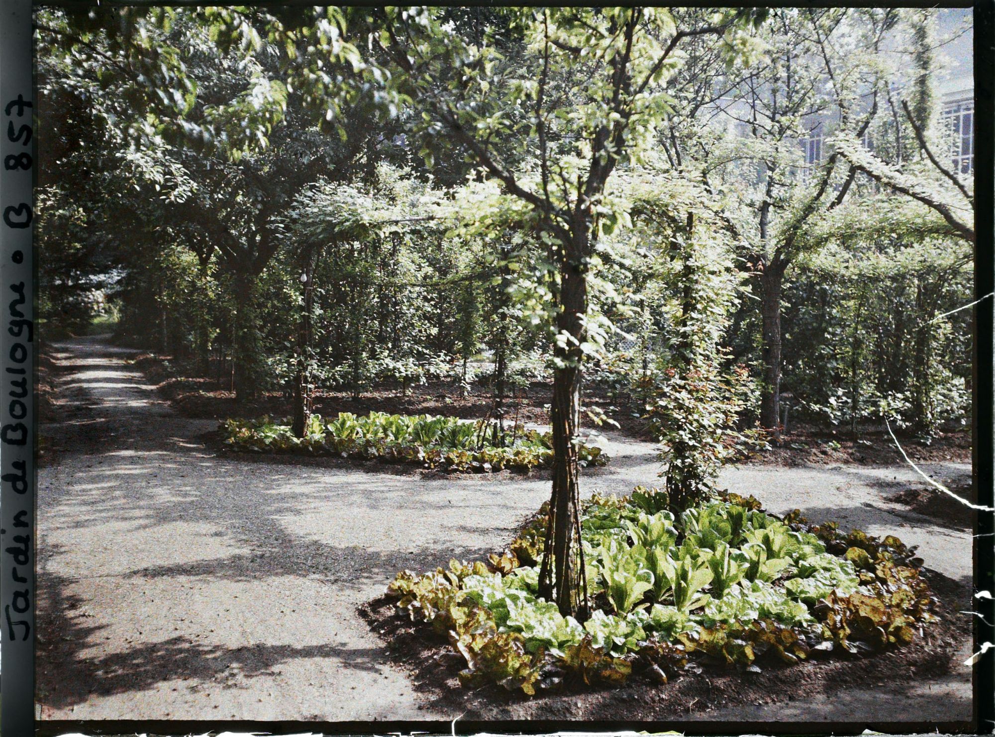 Image représentant Rond-point à l'est du verger-roseraie, planté de légumes et vu en direction de la forêt bleue