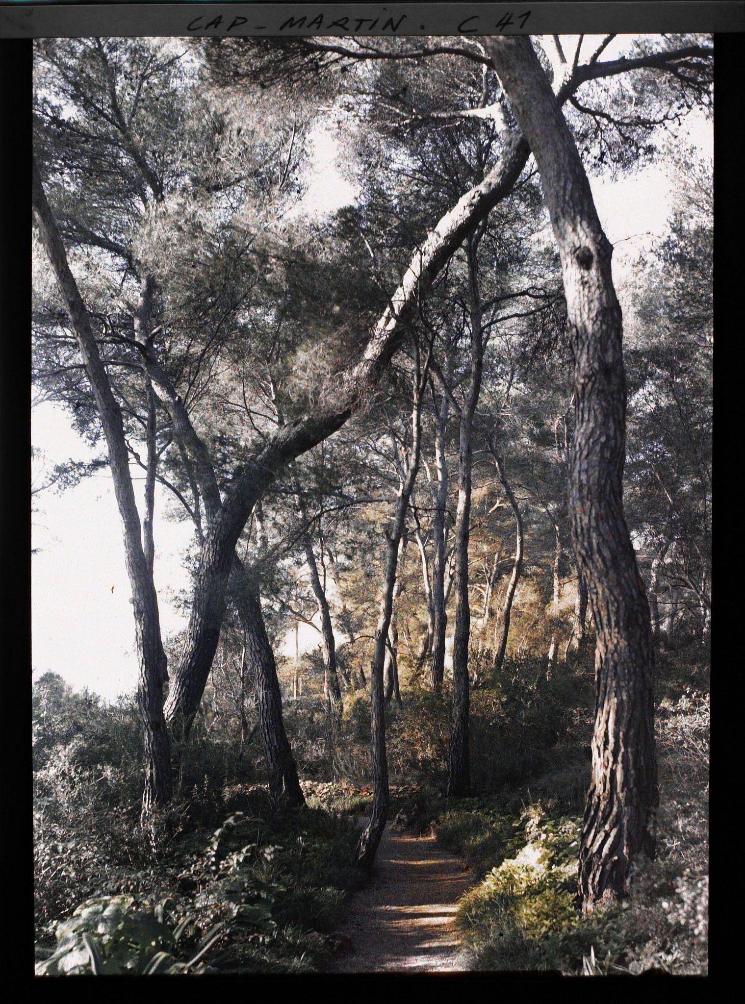 Image représentant Une allée dans le jardin