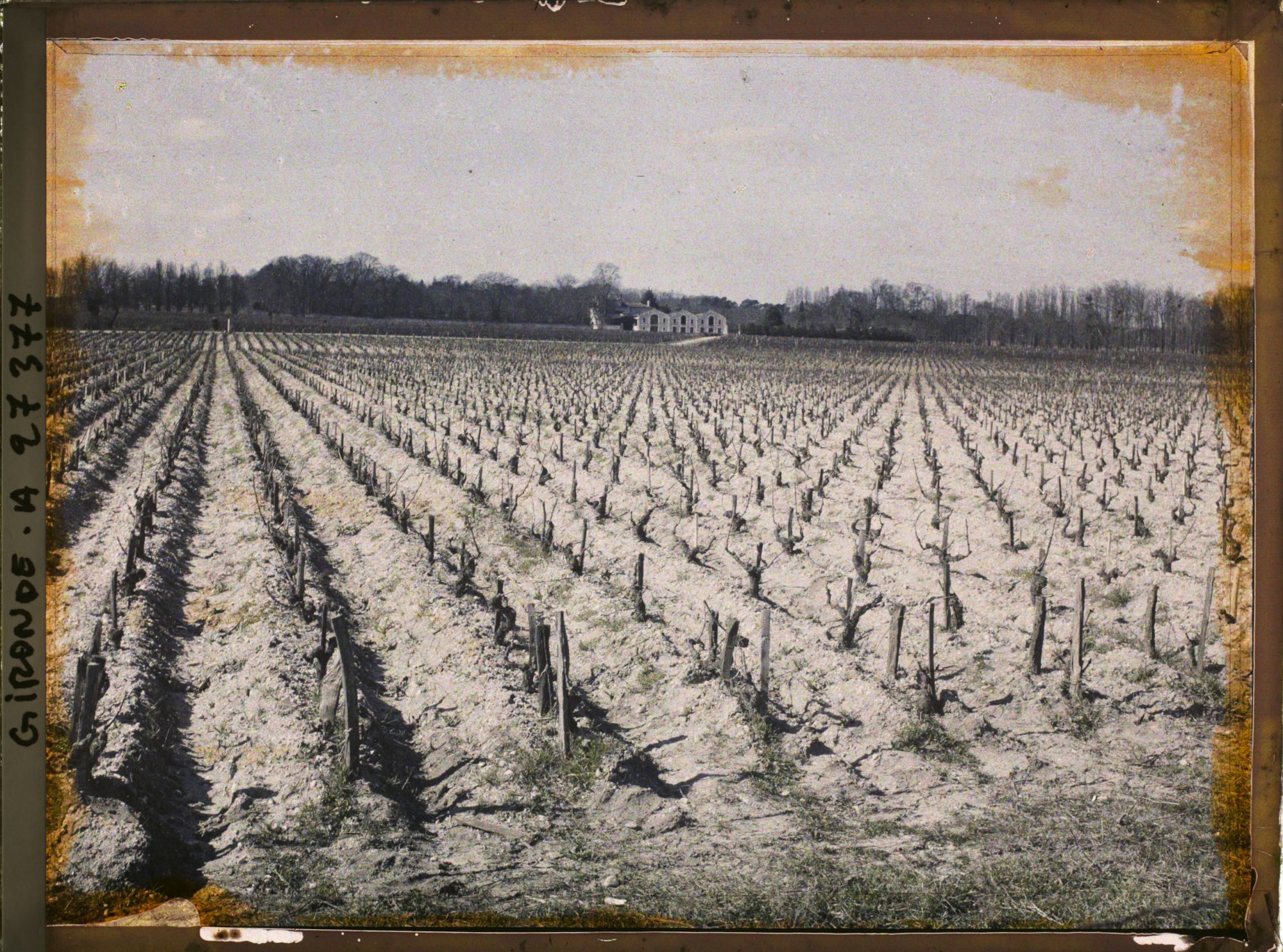 Image représentant France, Blanquefort, Cépage "Cavernet Sauvignon"